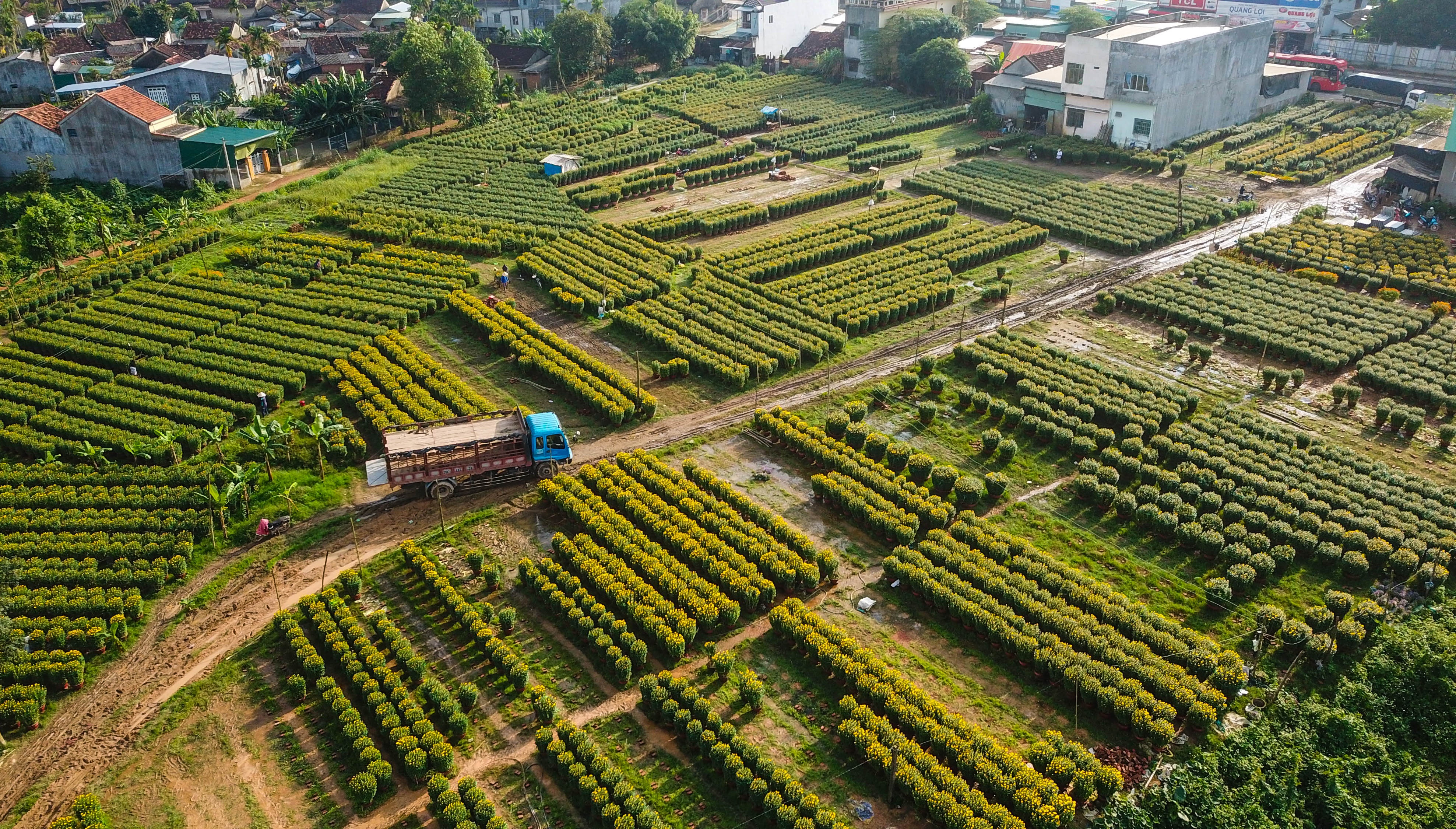 Lang hoa cuc Tet doc dao mien Trung anh 9