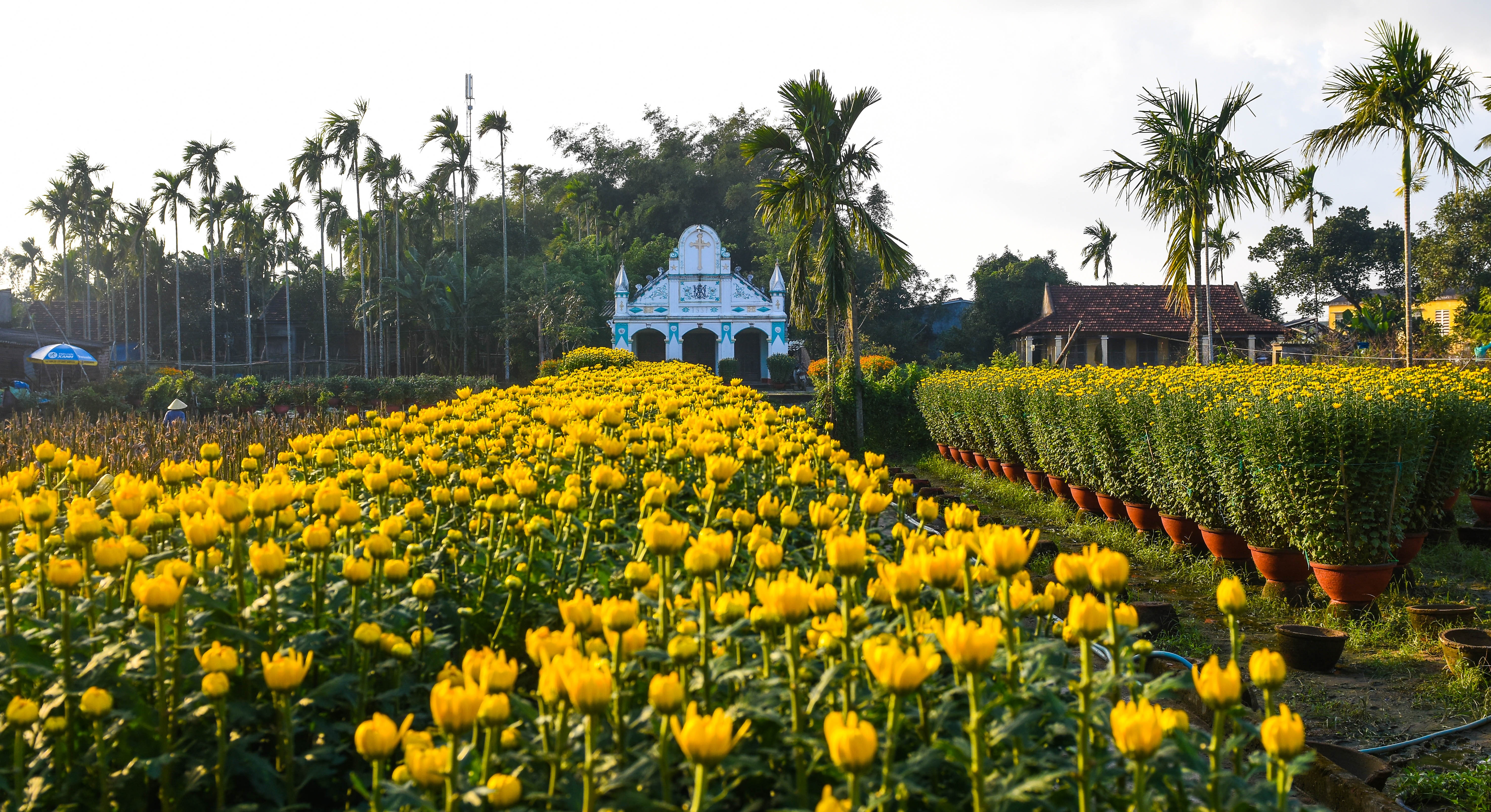 Lang hoa cuc Tet doc dao mien Trung anh 3