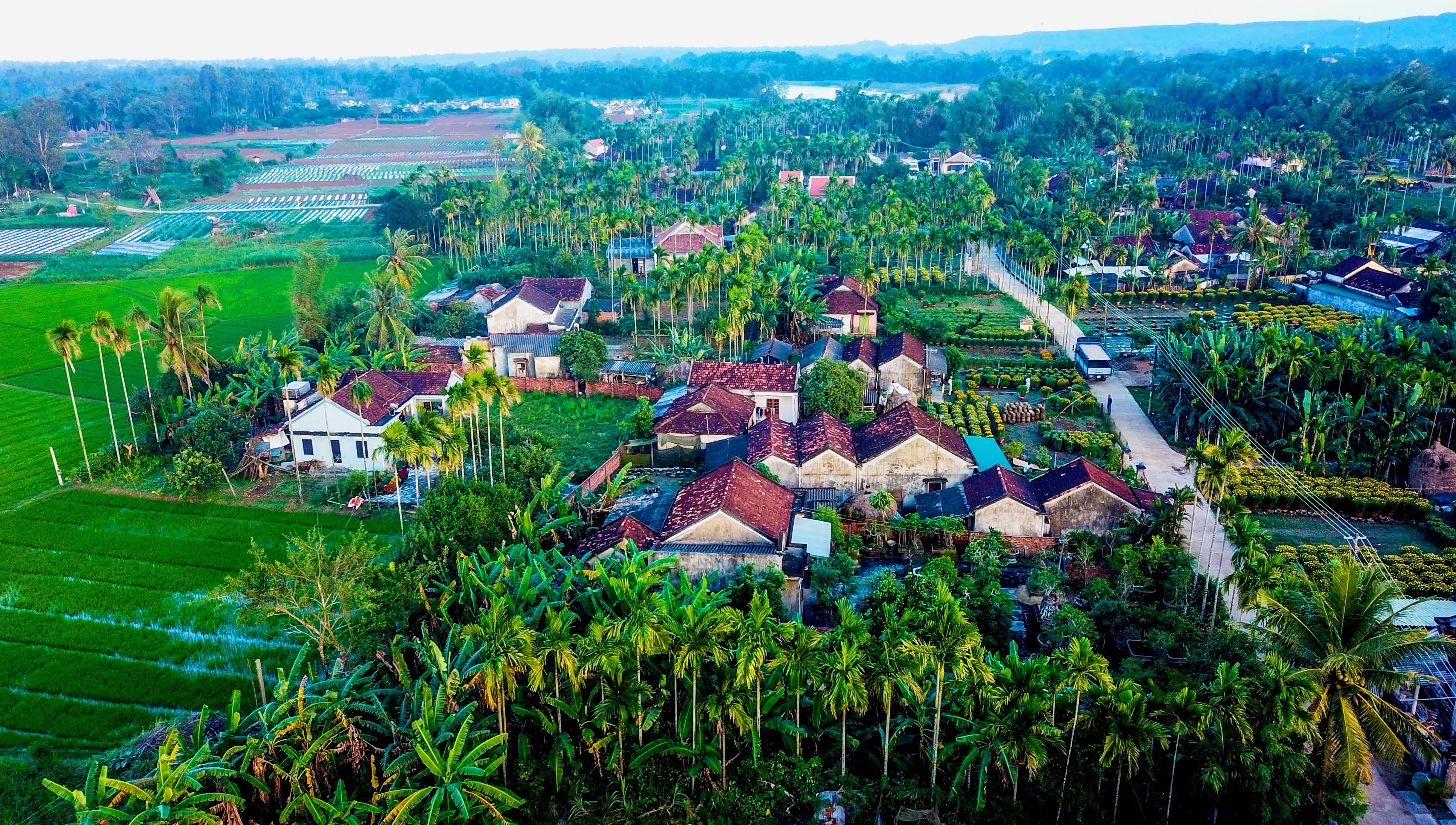 Lang hoa cuc Tet doc dao mien Trung anh 2