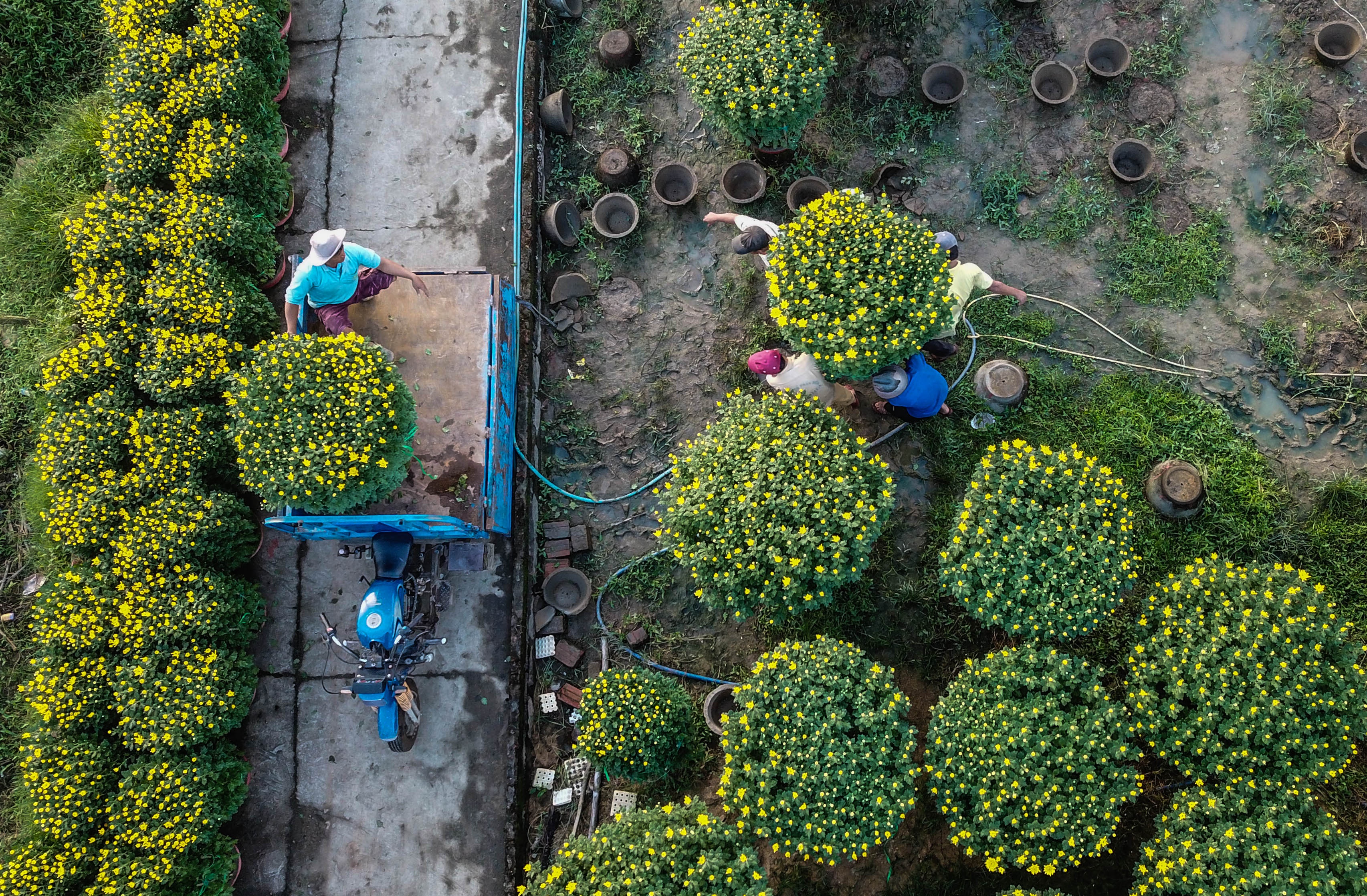 Lang hoa cuc Tet doc dao mien Trung anh 5