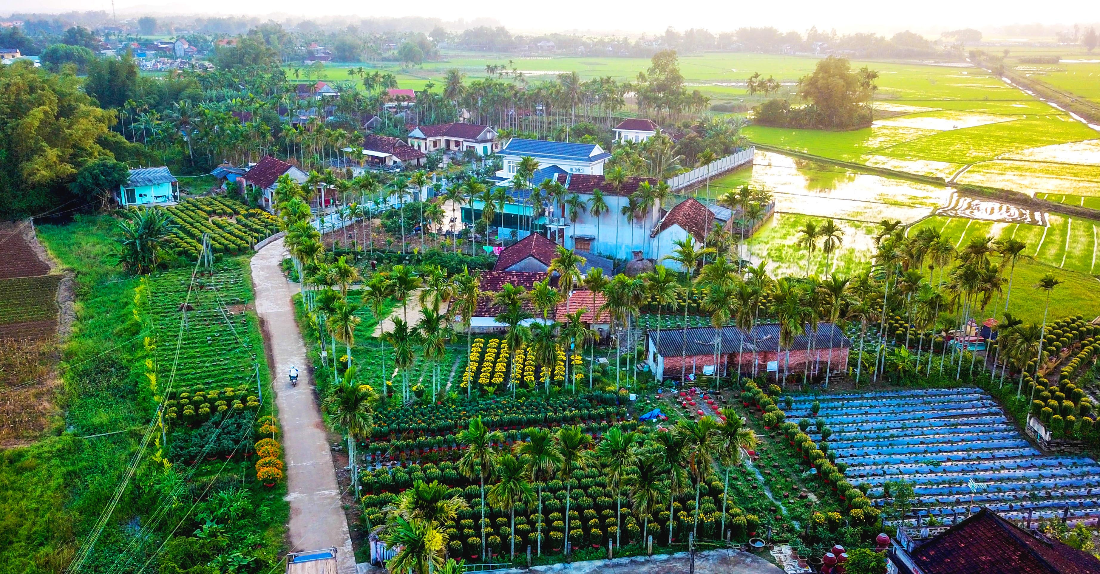 Ngam lang hoa Tet lon nhat mien Trung hinh anh