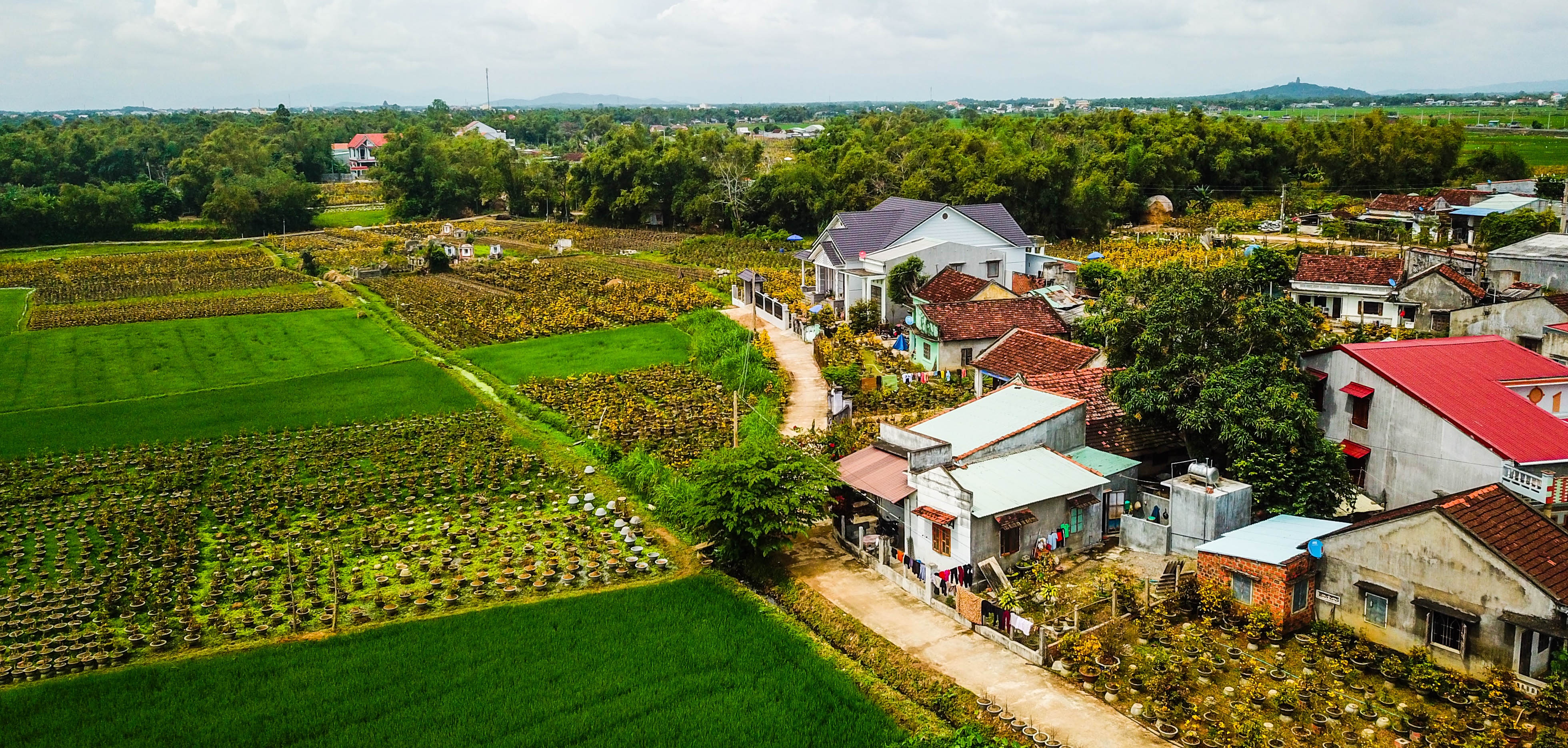 Mai no som o Binh Dinh,  tet ky hoi,  hoa tet anh 2