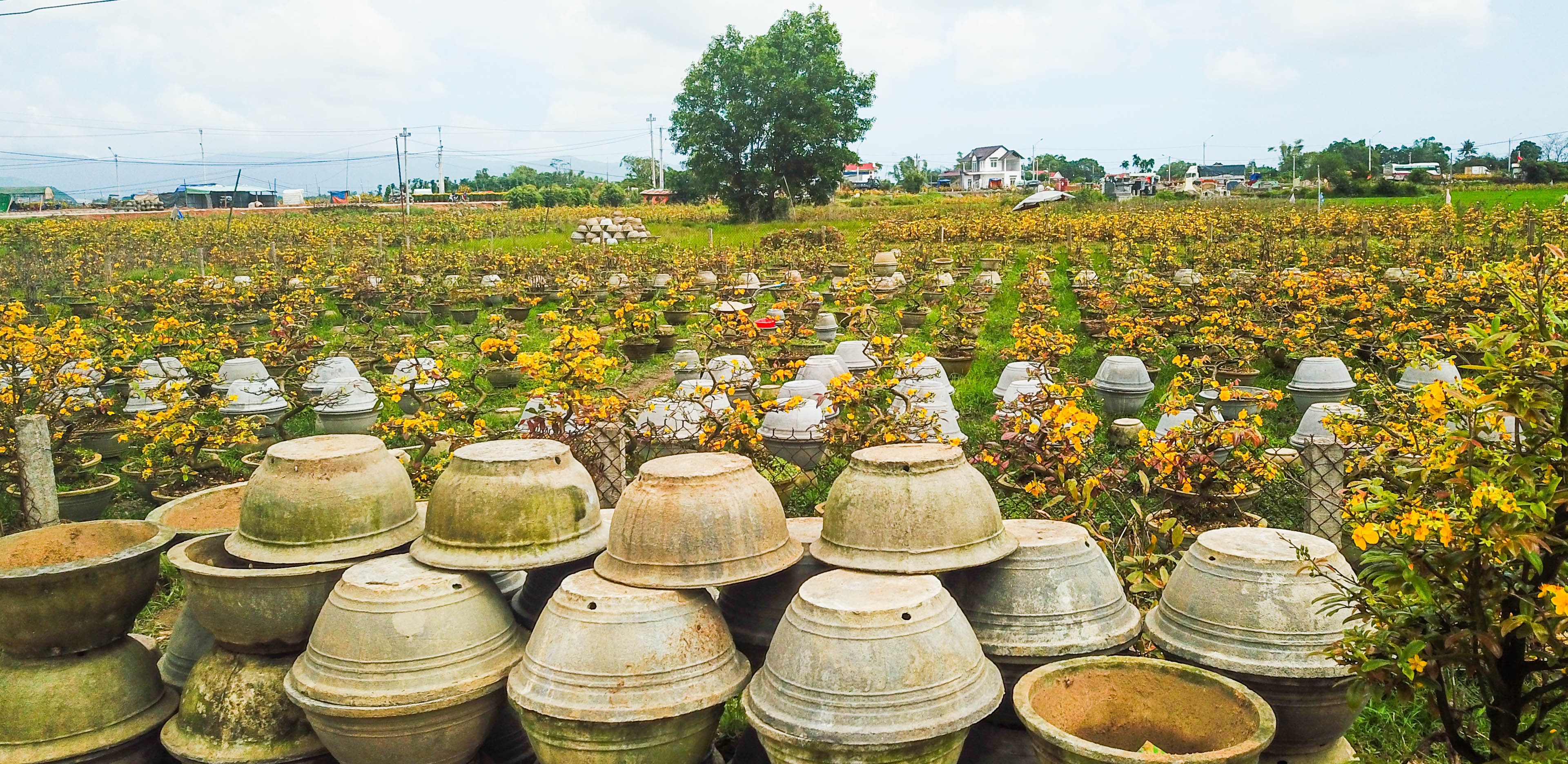 Mai no som o Binh Dinh,  tet ky hoi,  hoa tet anh 3