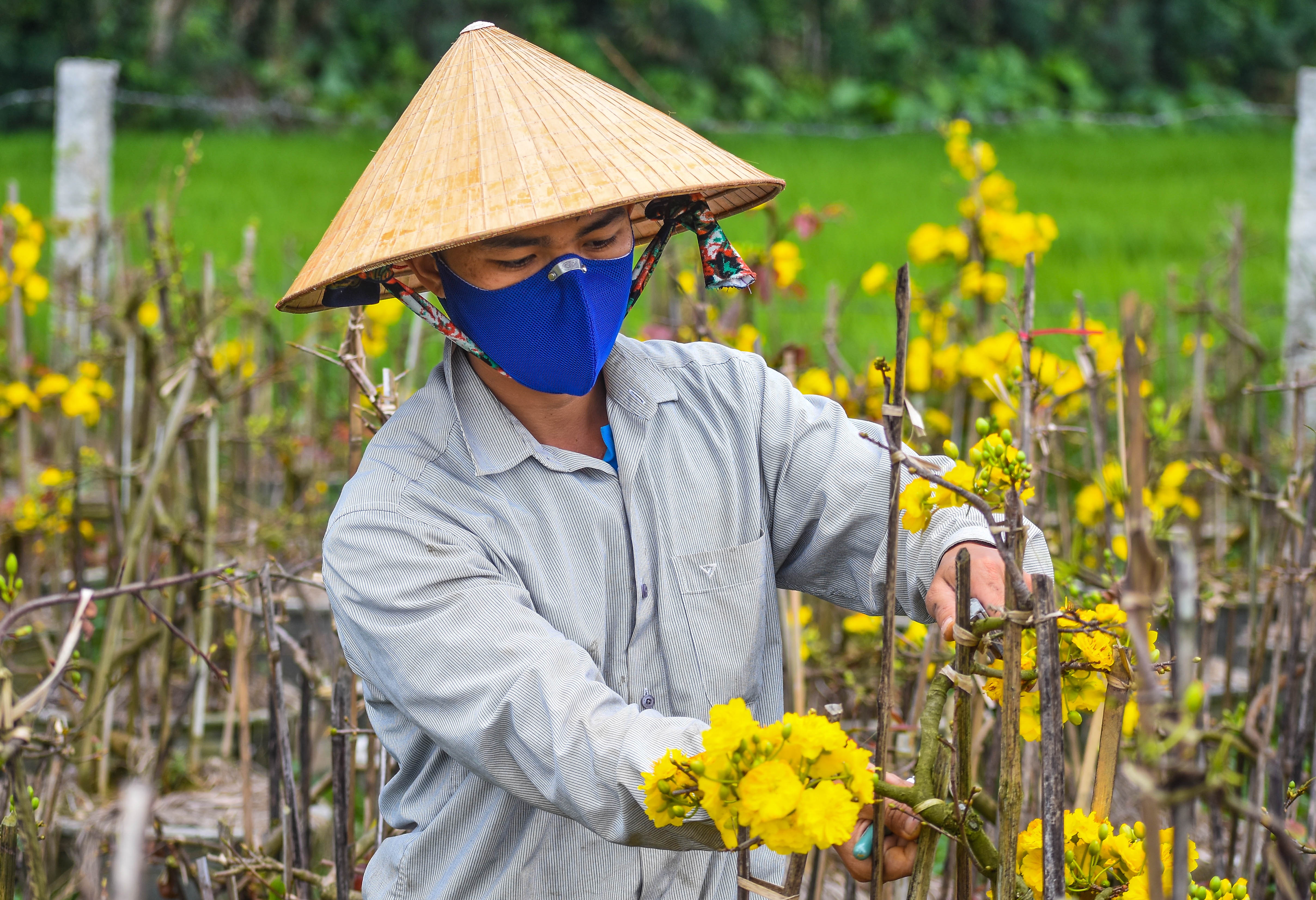 Mai no som o Binh Dinh,  tet ky hoi,  hoa tet anh 5
