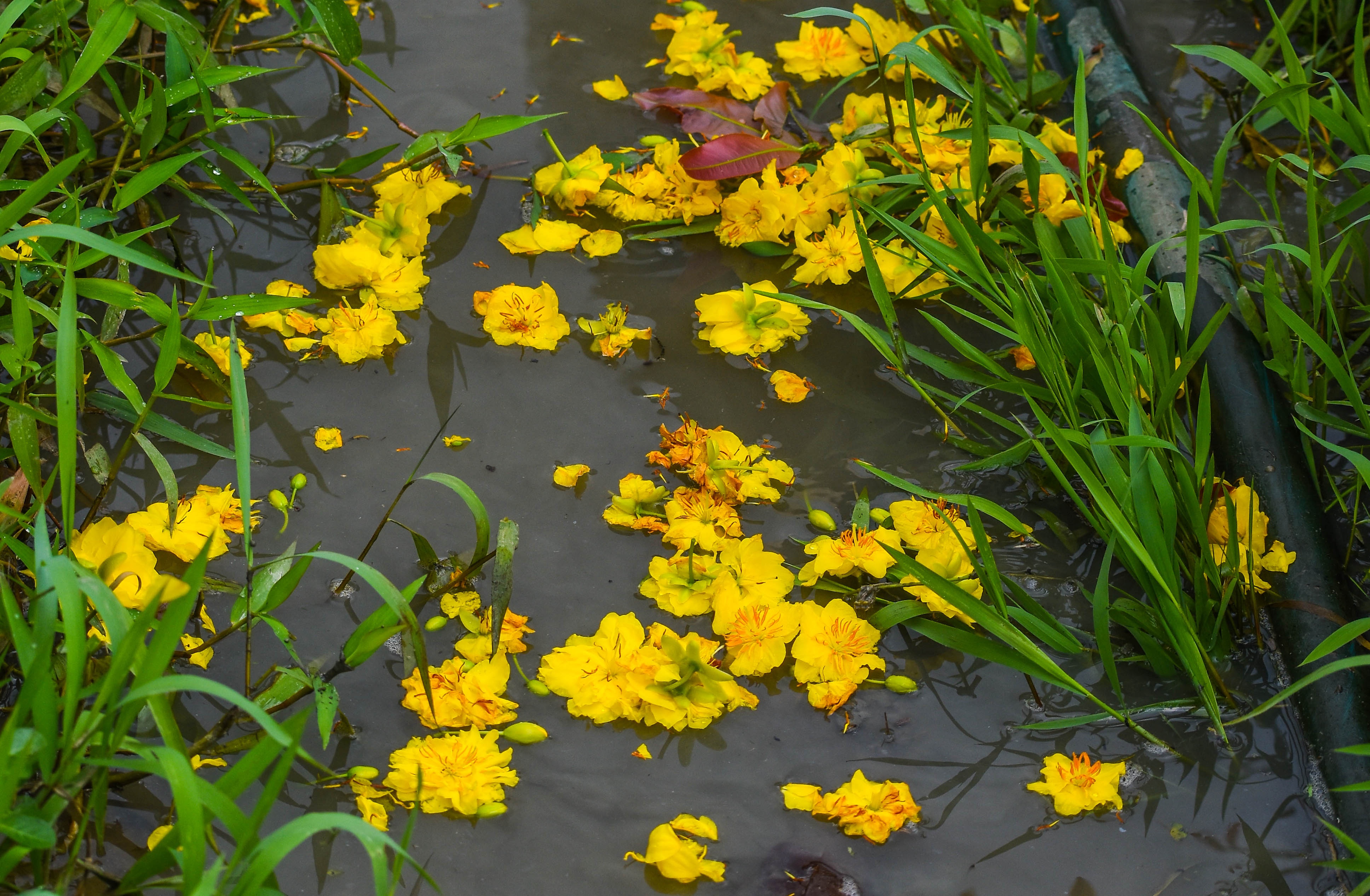 Mai no som o Binh Dinh,  tet ky hoi,  hoa tet anh 6
