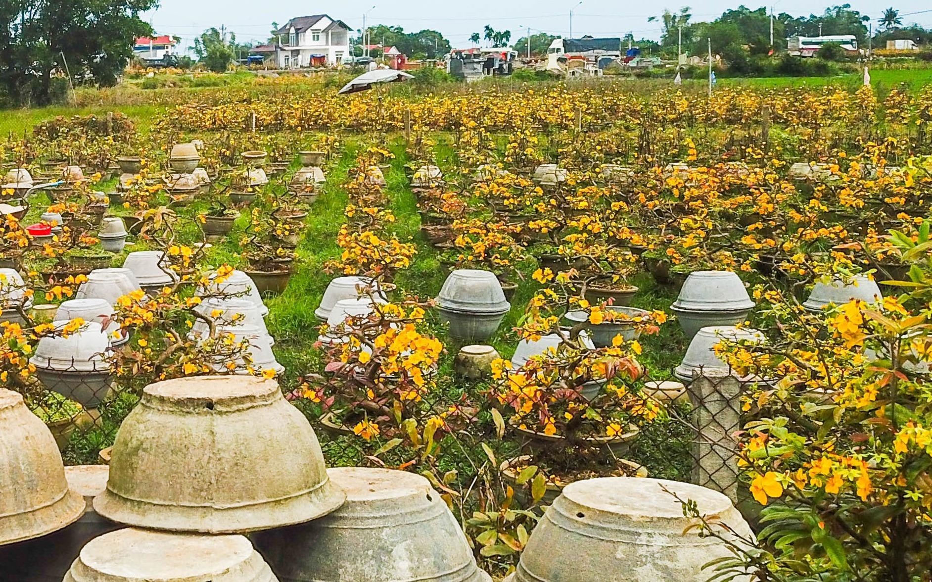 Vu mai Tet e chua tung co, hang nghin goc chong cho giua dong hinh anh