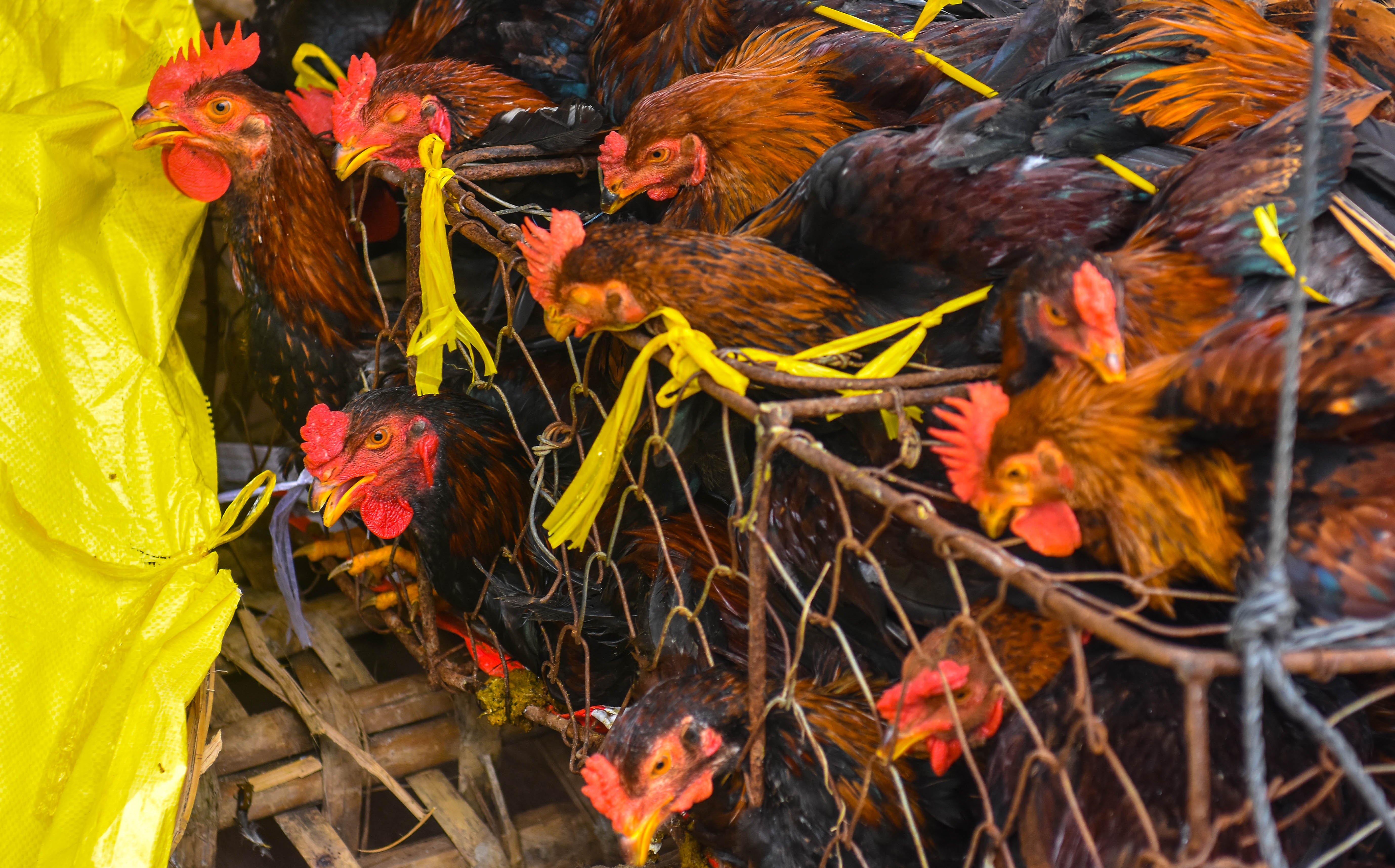 Dua mua xuan ra Ly Son anh 10