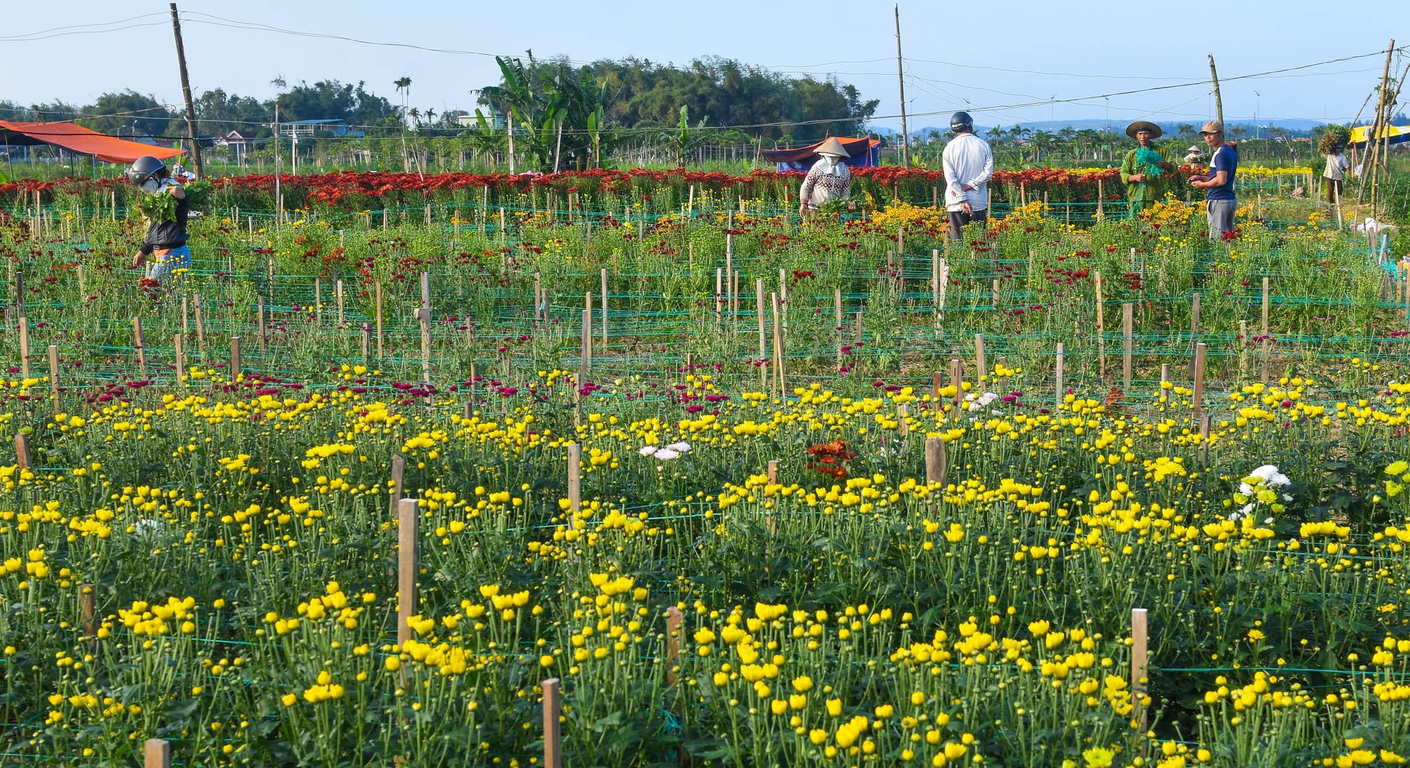Nhon nhip lang hoa cuc ven song Tra Khuc anh 4