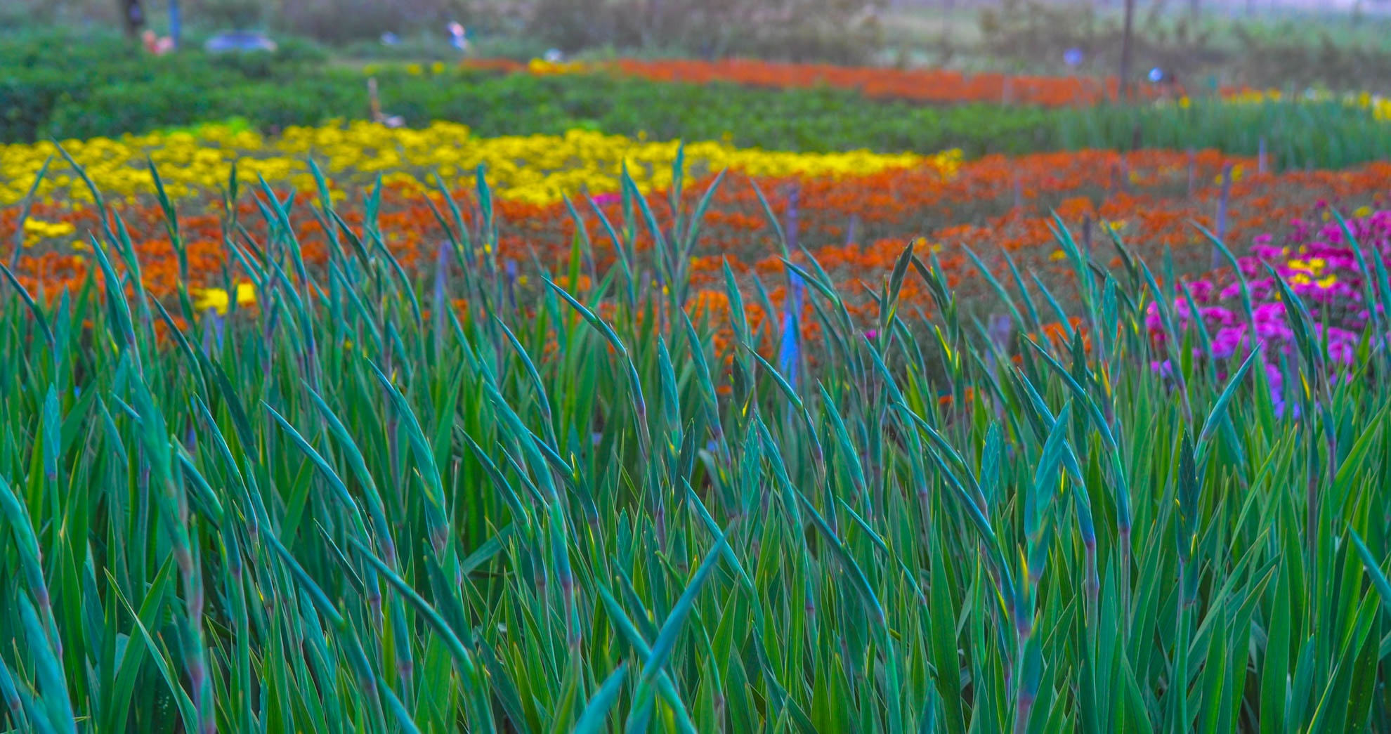 Nhon nhip lang hoa cuc ven song Tra Khuc anh 3