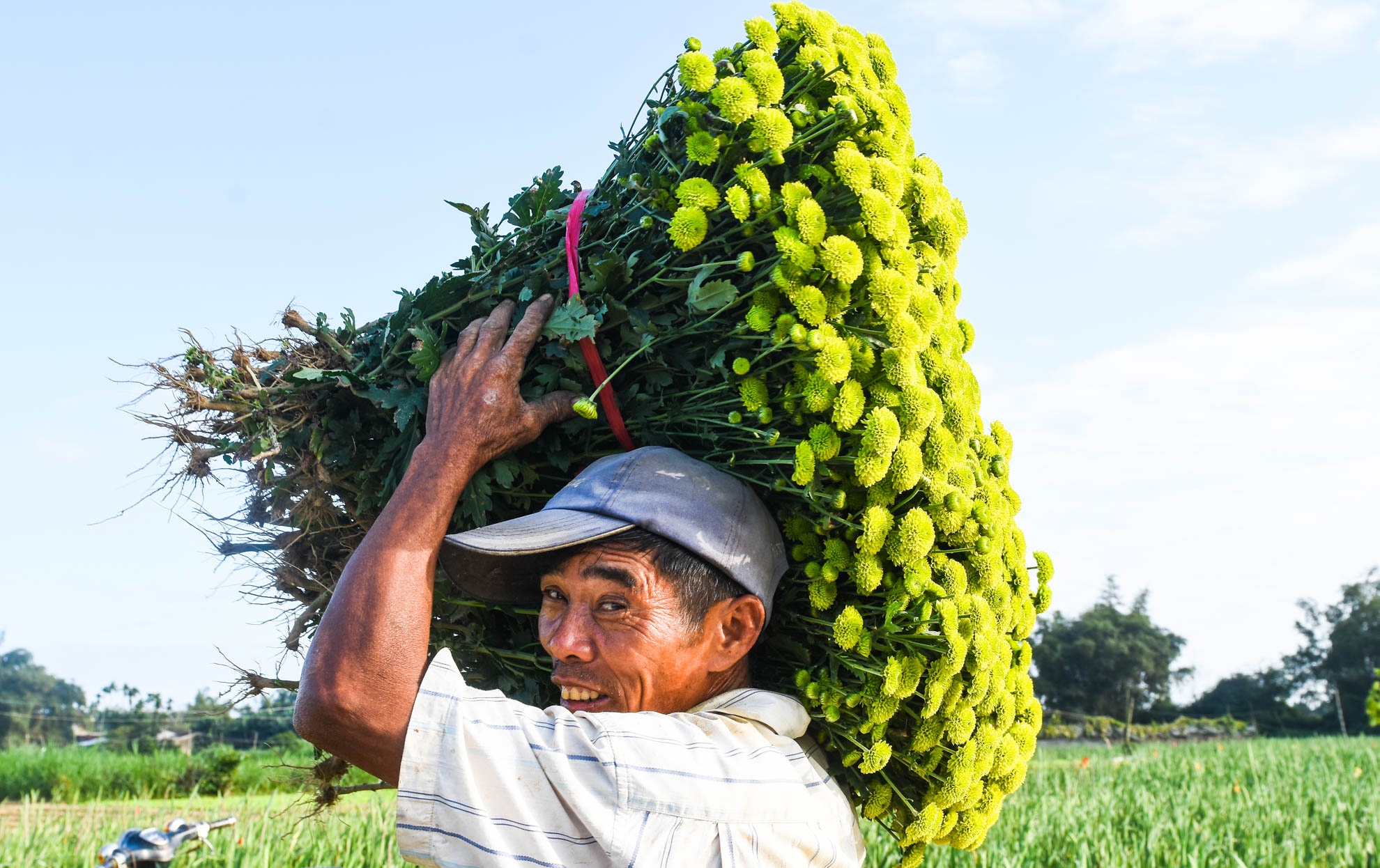 Nhon nhip lang hoa cuc ven song Tra Khuc anh 8