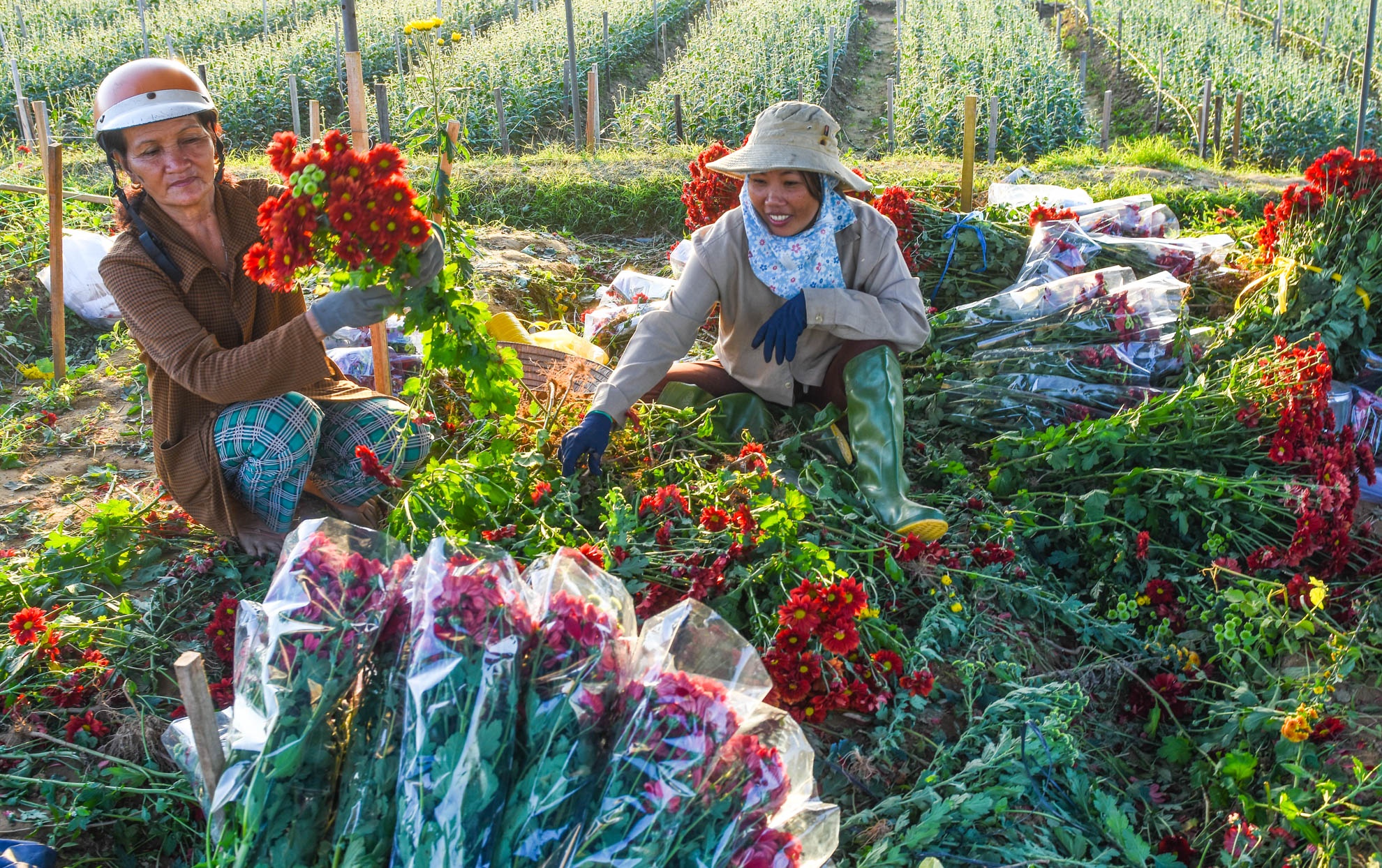 Nhon nhip lang hoa cuc ven song Tra Khuc anh 9