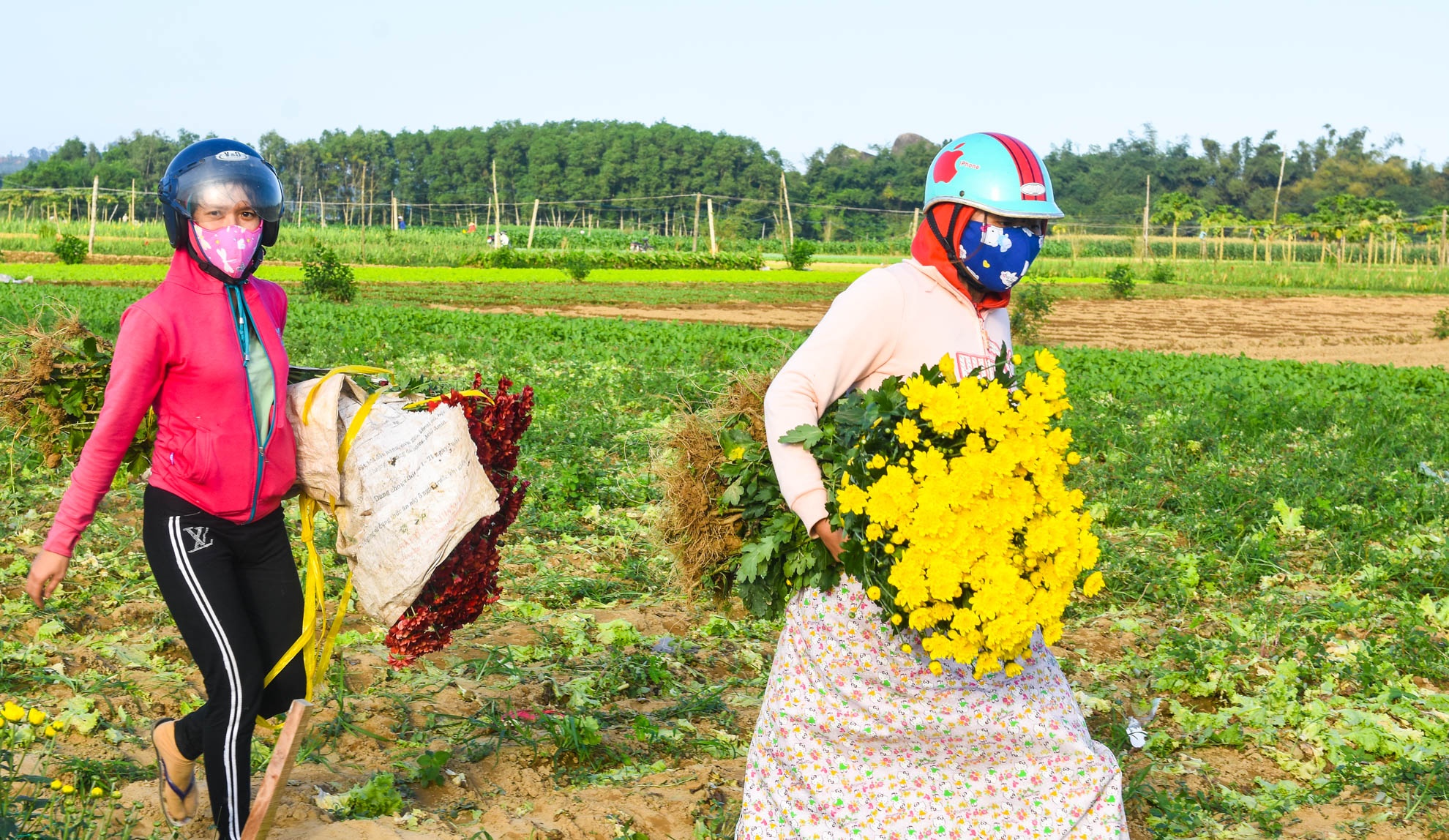 Nhon nhip lang hoa cuc ven song Tra Khuc anh 7