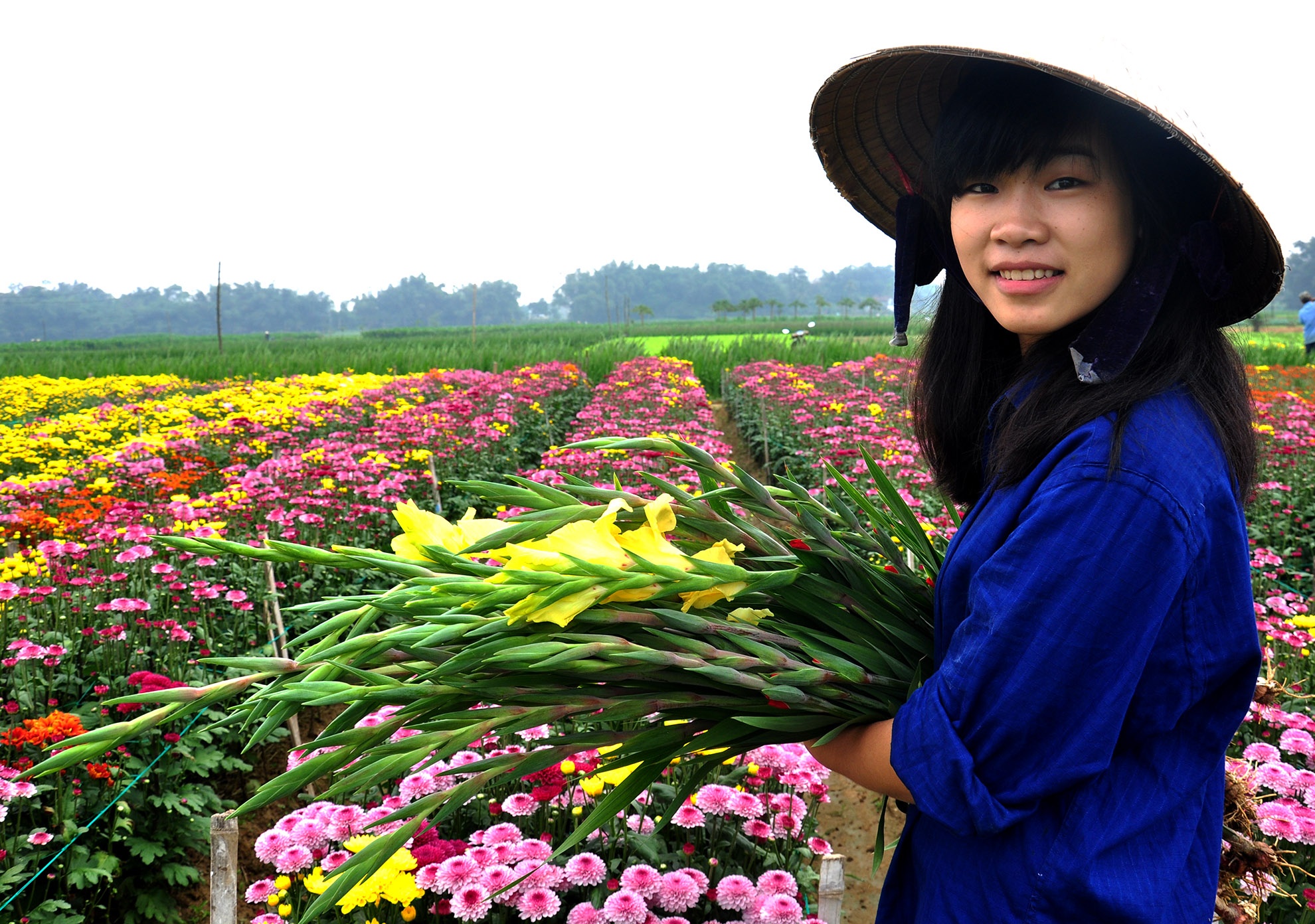Lang hoa cuc Tet 'det lua, theu tranh' ven song Tra Khuc hinh anh