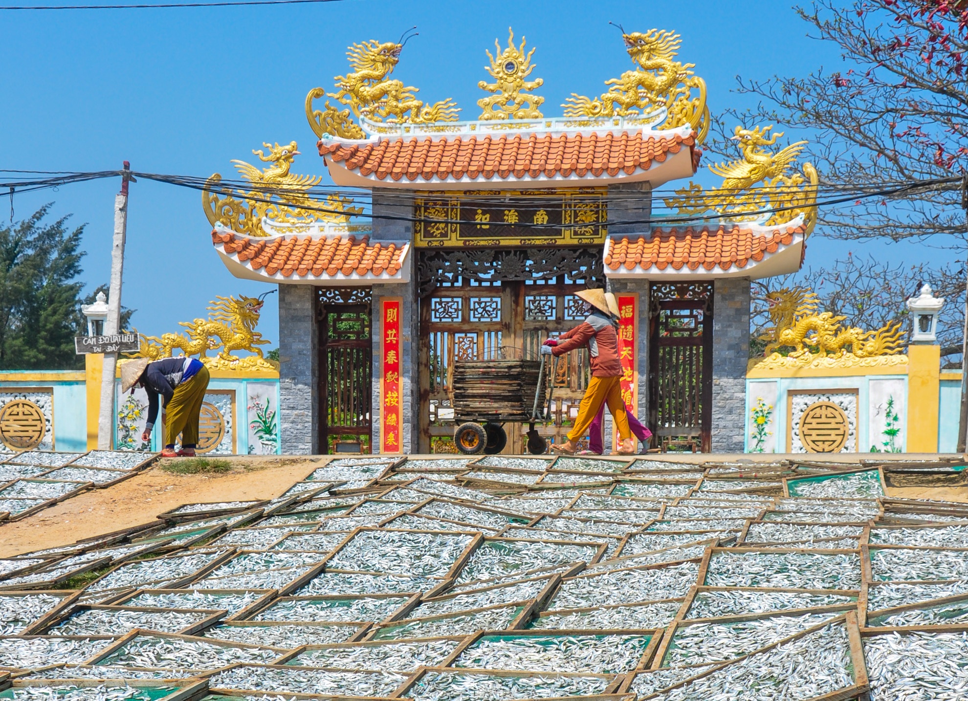 Ngu dan Quang Ngai trung ca com dau nam anh 8