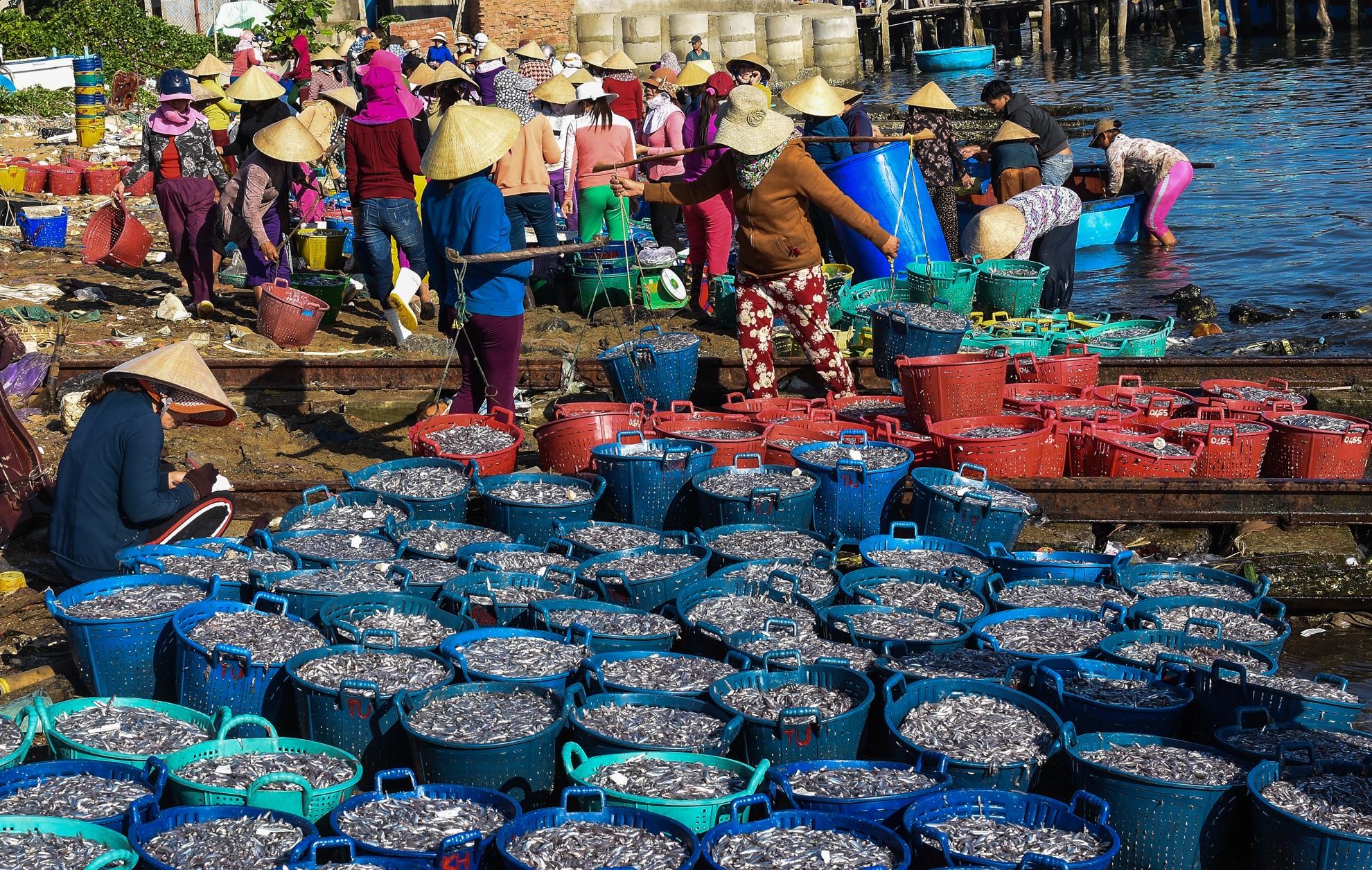 Ngu dan Quang Ngai lien tuc trung dam ca com hinh anh