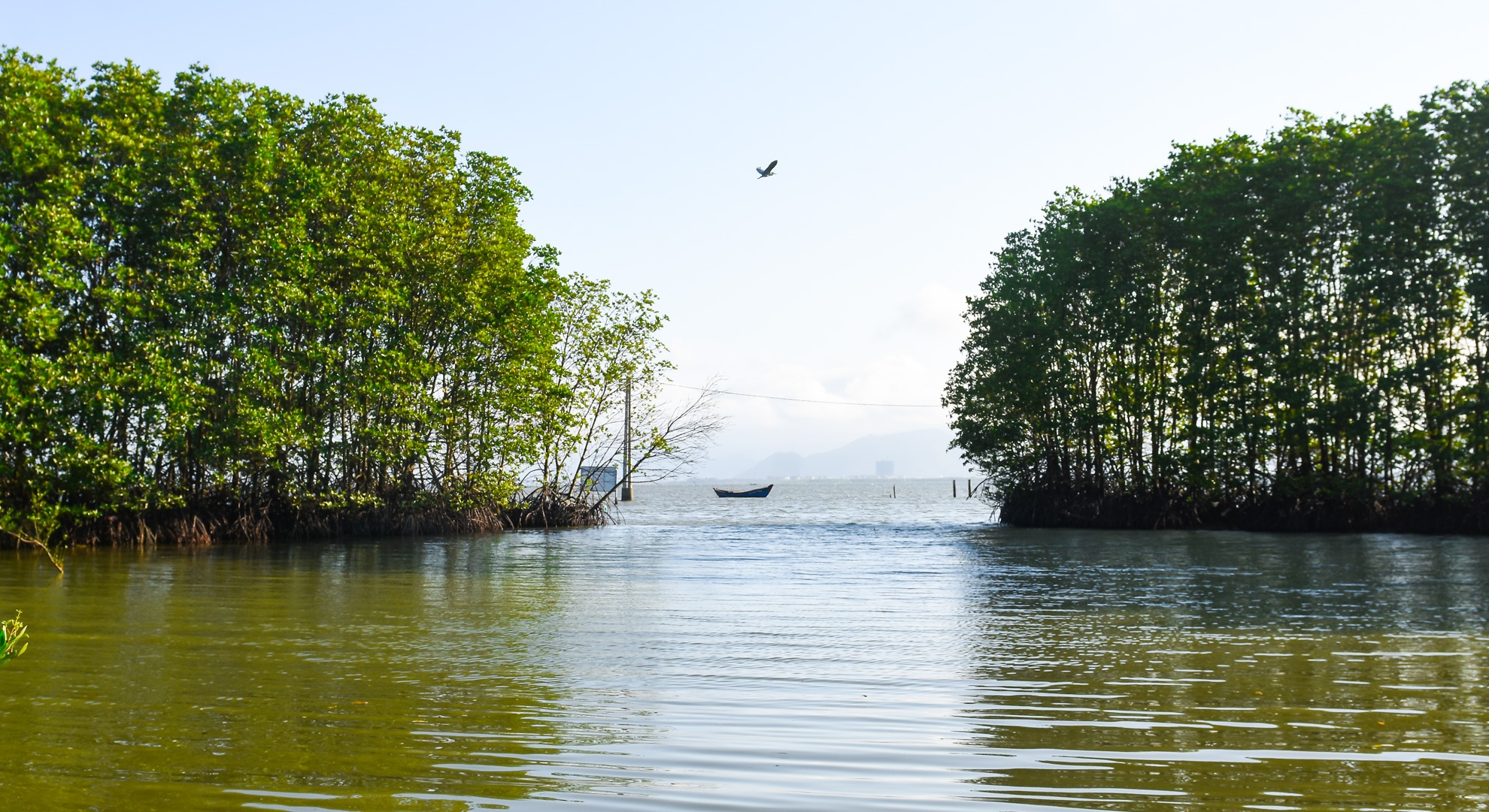 Con chim sinh thai Binh Dinh anh 5