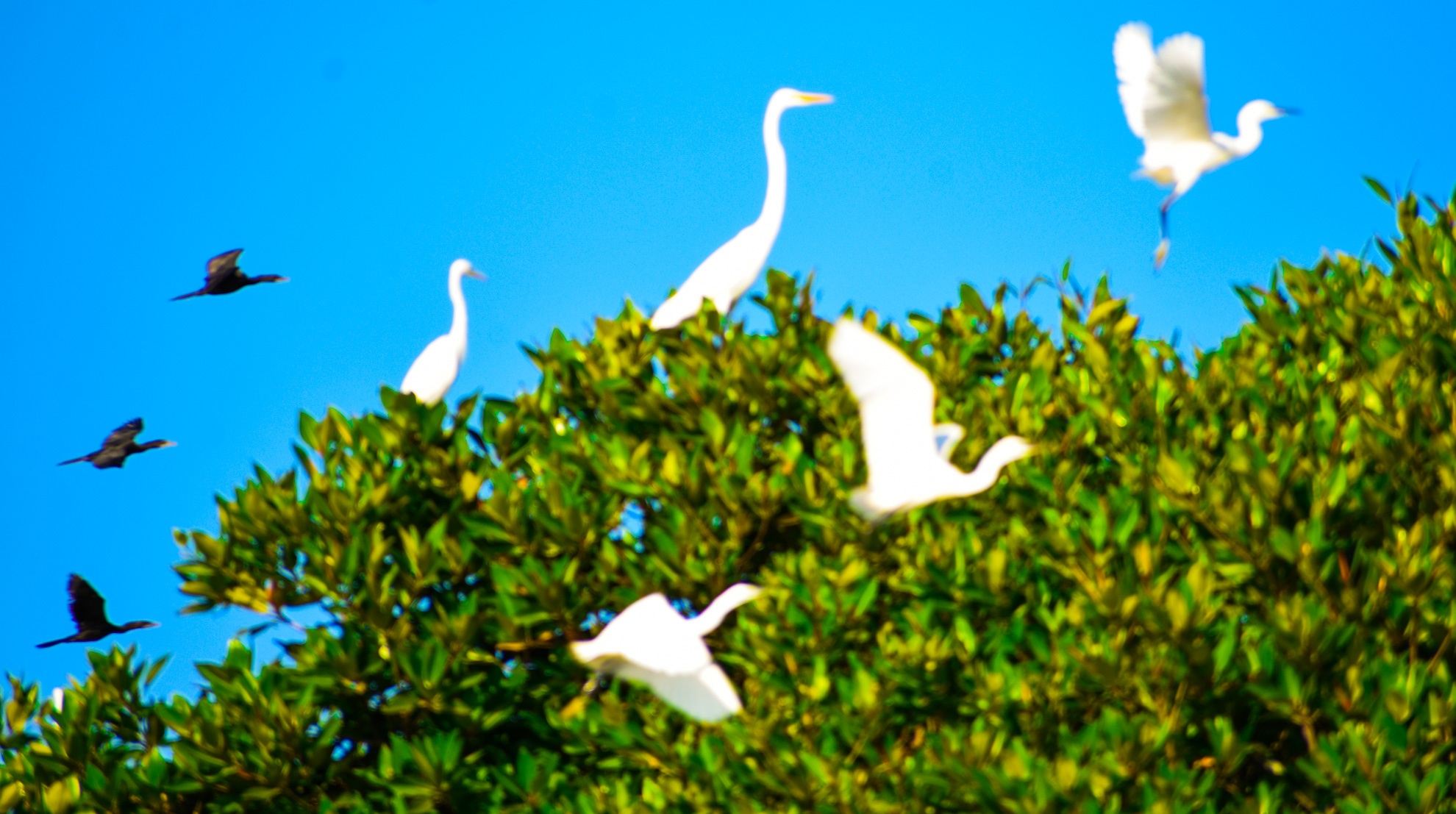 Con chim sinh thai Binh Dinh anh 11