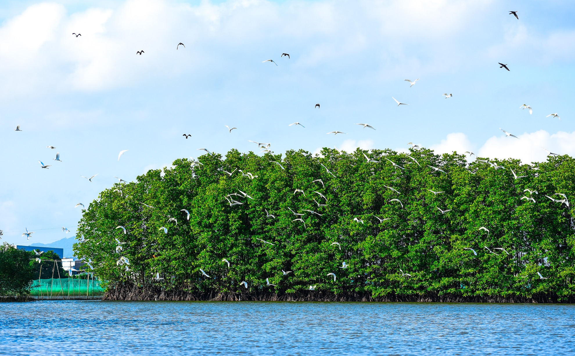 Con chim sinh thai Binh Dinh anh 9