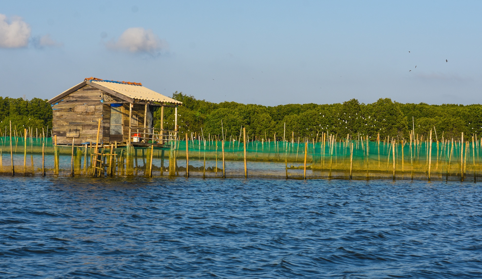 Con chim sinh thai Binh Dinh anh 13