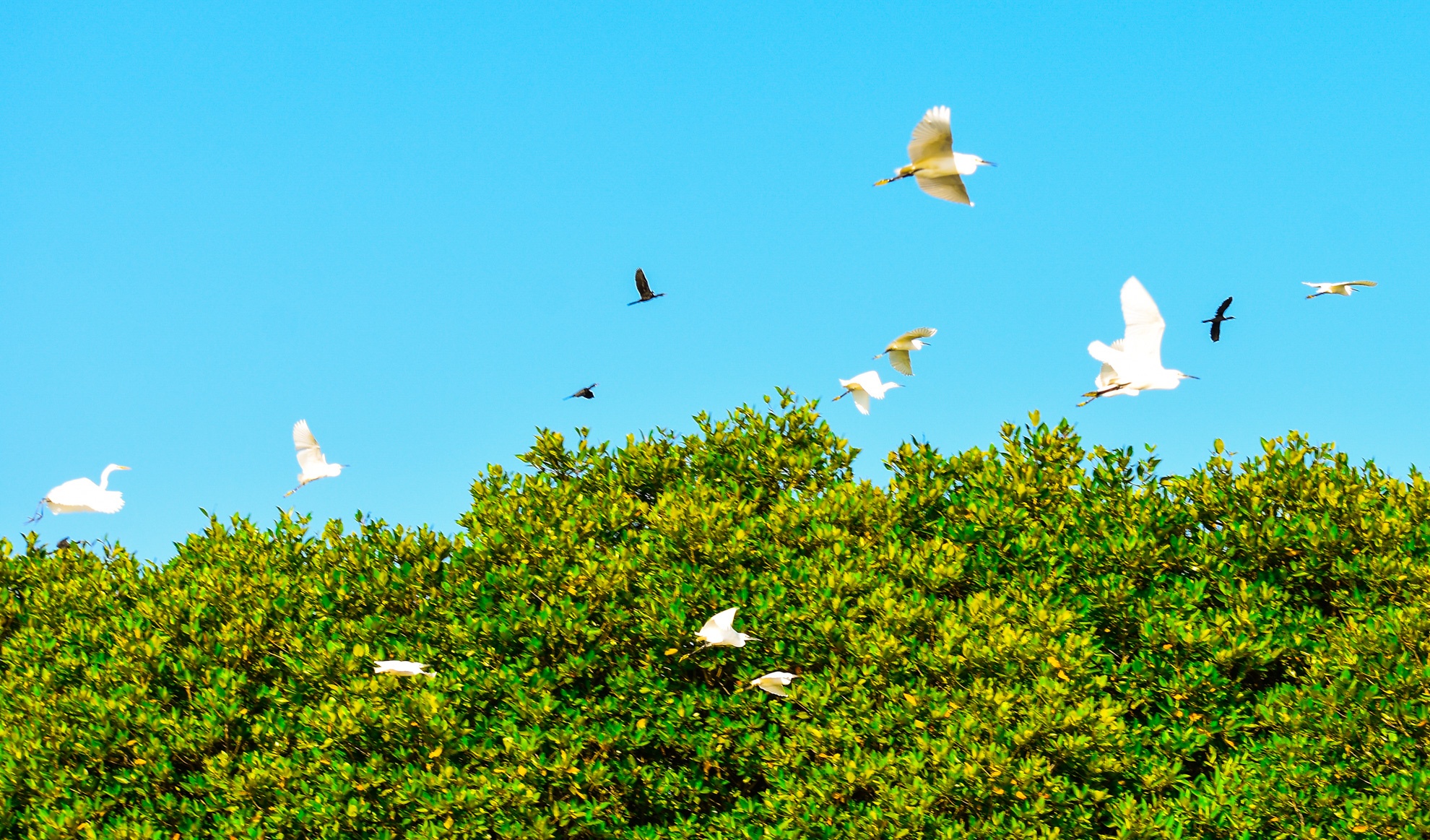 Con chim sinh thai Binh Dinh anh 10