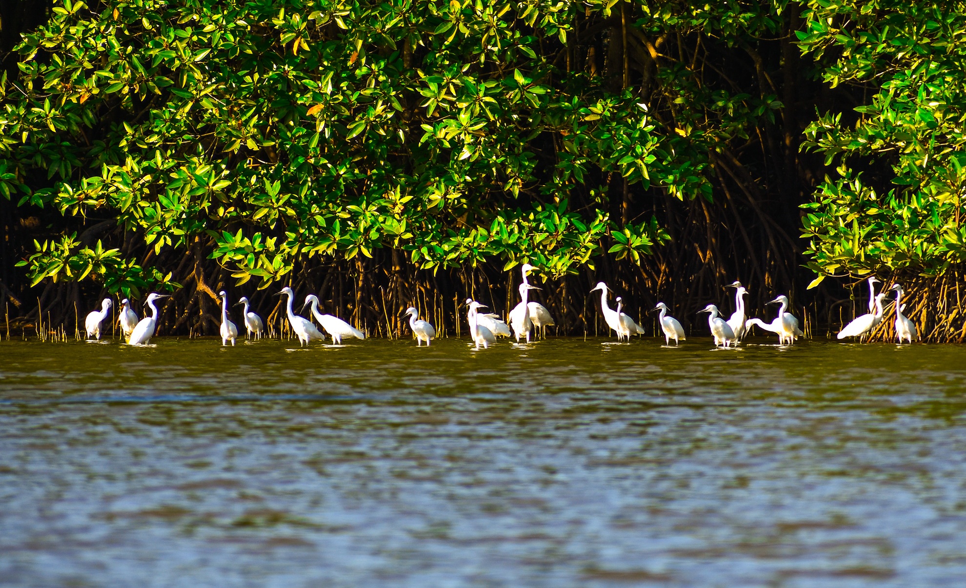 Con chim sinh thai Binh Dinh anh 6