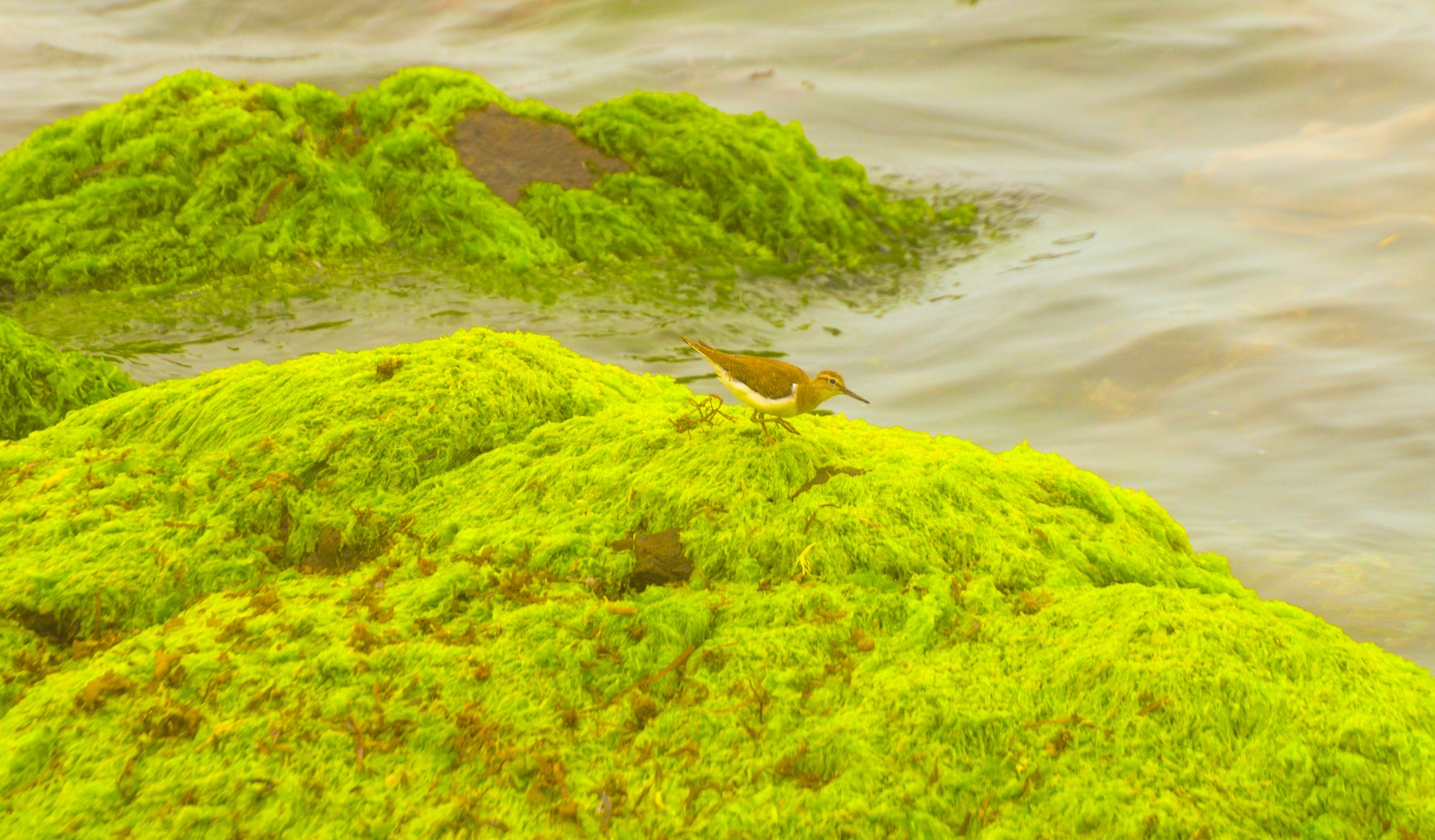 Mua reu xanh o Quang Ngai anh 10