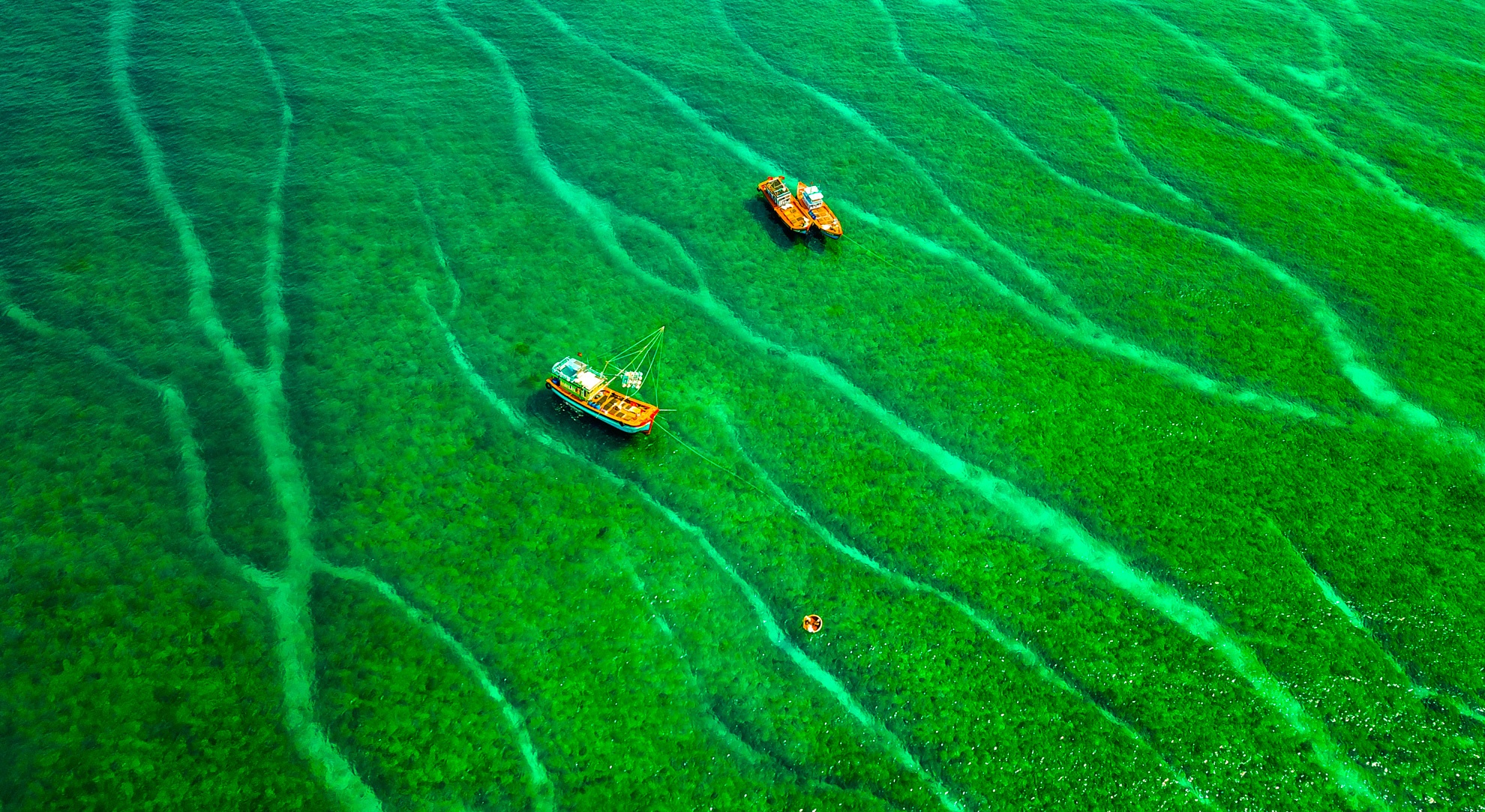 Mua reu xanh o Quang Ngai anh 12