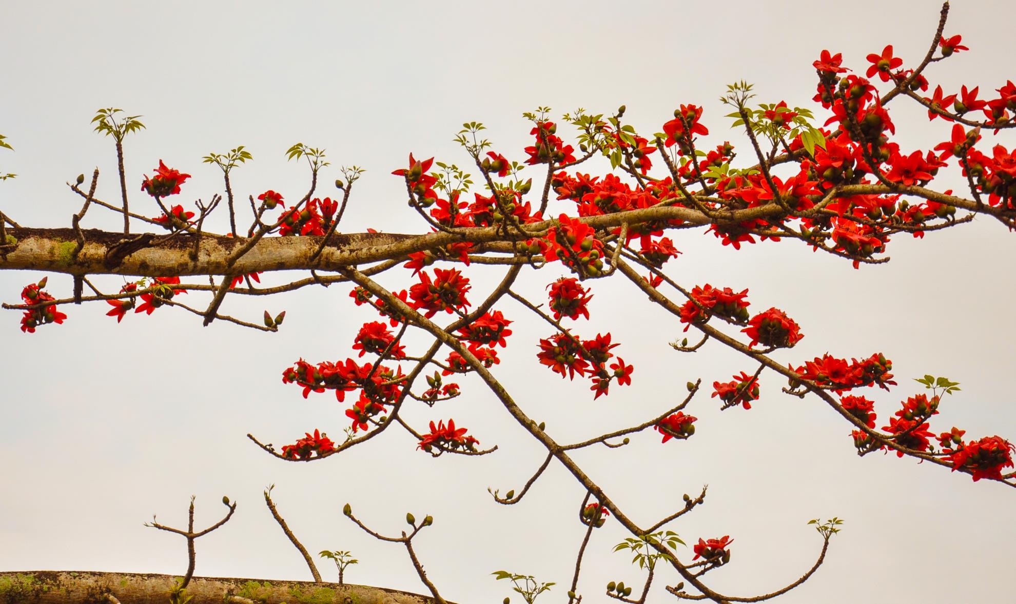 'Mua san may' Truong Son Dong anh 9