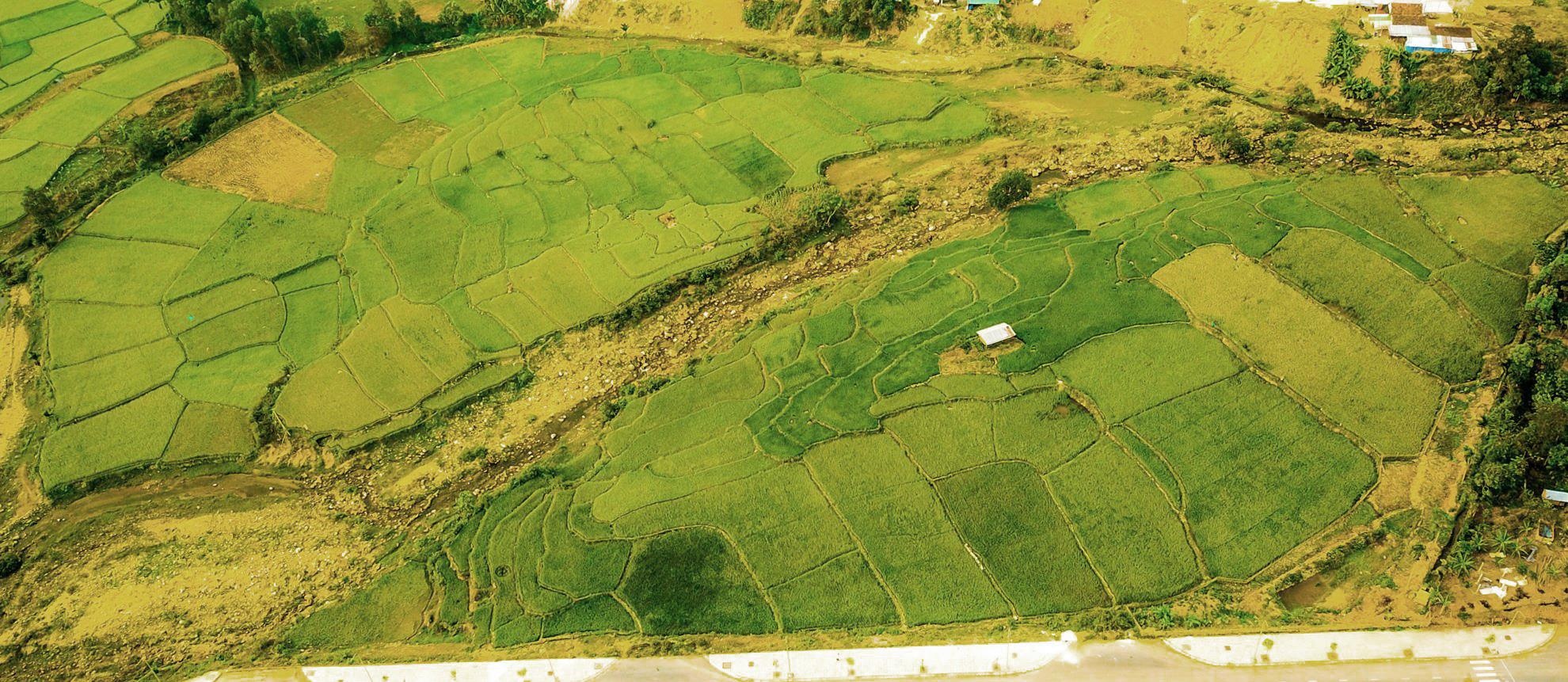 Me hoac dong lua bac thang mien Trung anh 3