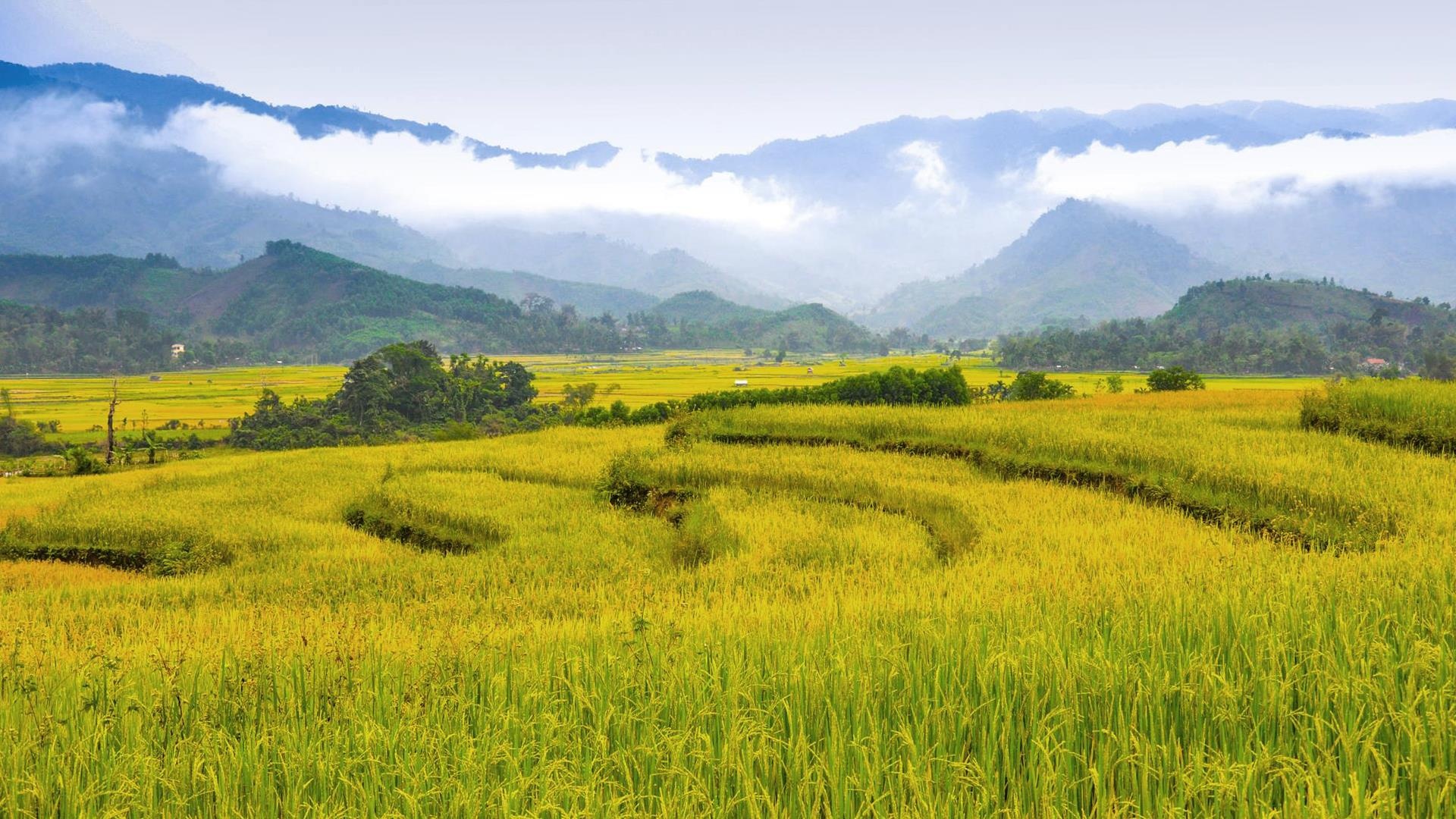 Me hoac dong lua bac thang mien Trung anh 1