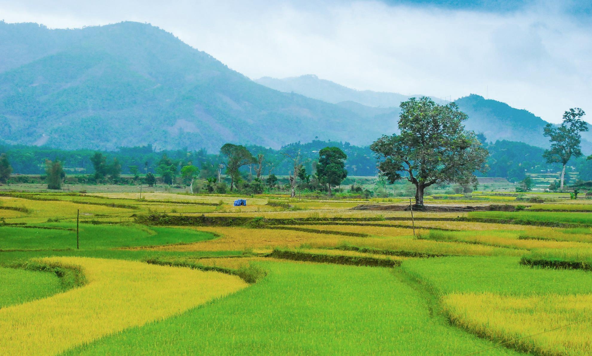 Me hoac dong lua bac thang mien Trung anh 6