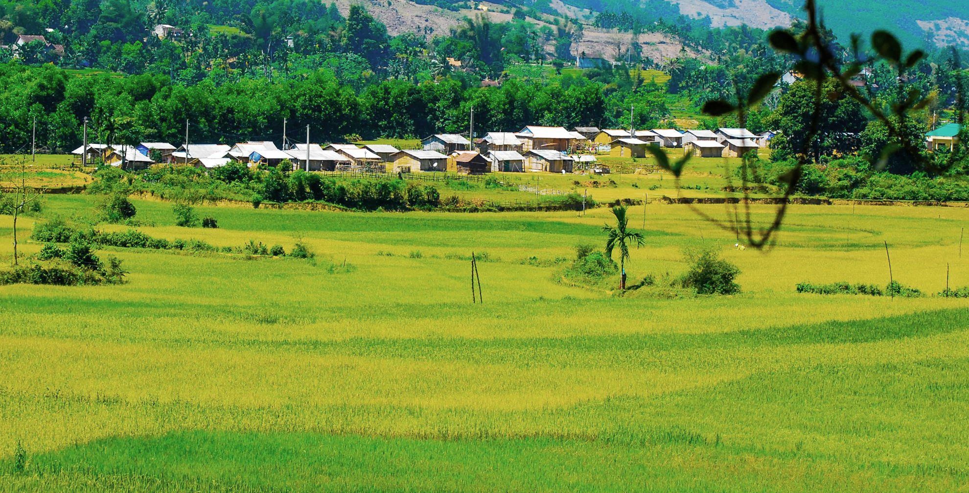 Me hoac dong lua bac thang mien Trung anh 7