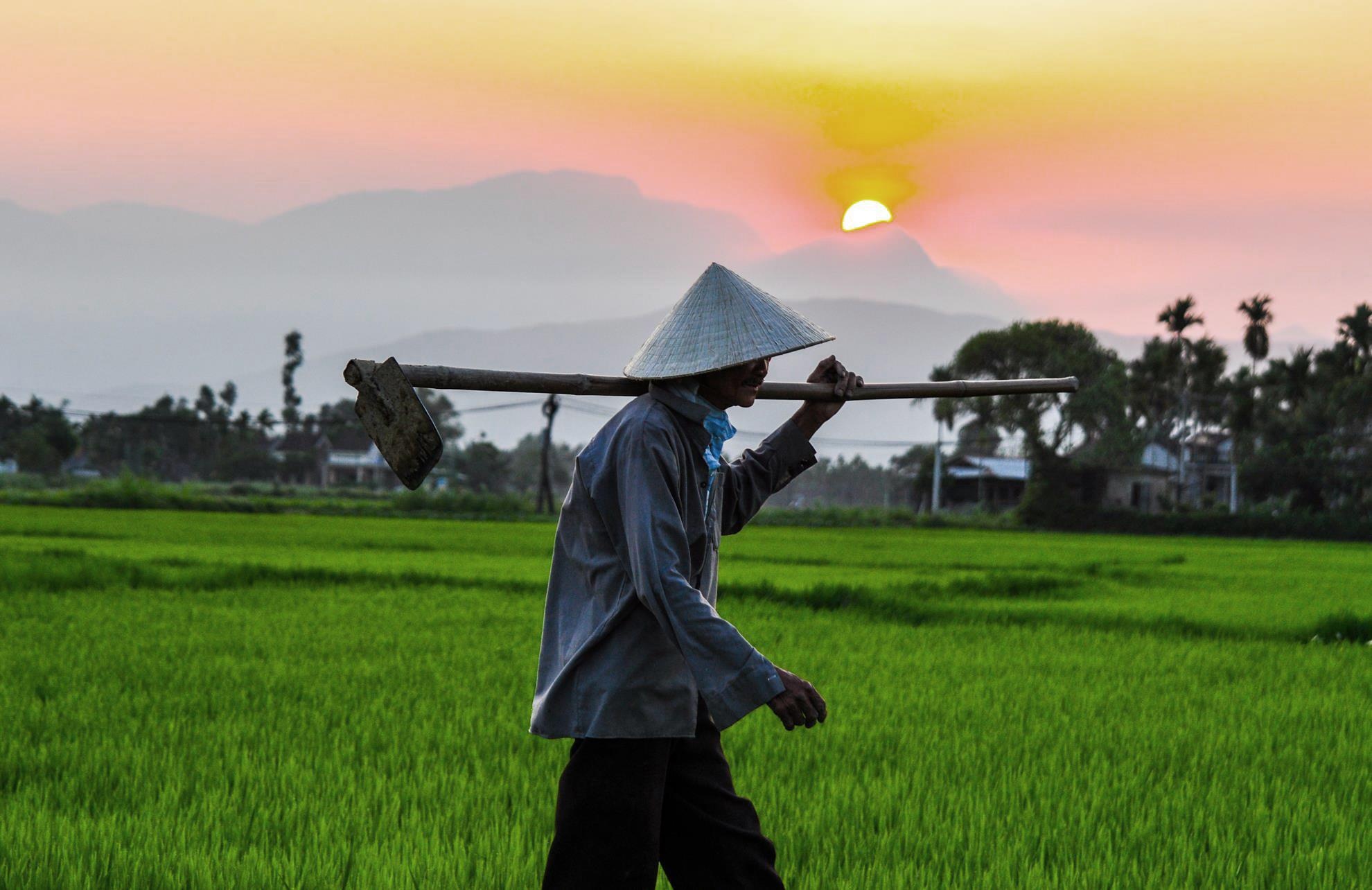 Thang 3 ve, ngam Quang Ngai thay mau voi canh dong bat ngat hinh anh