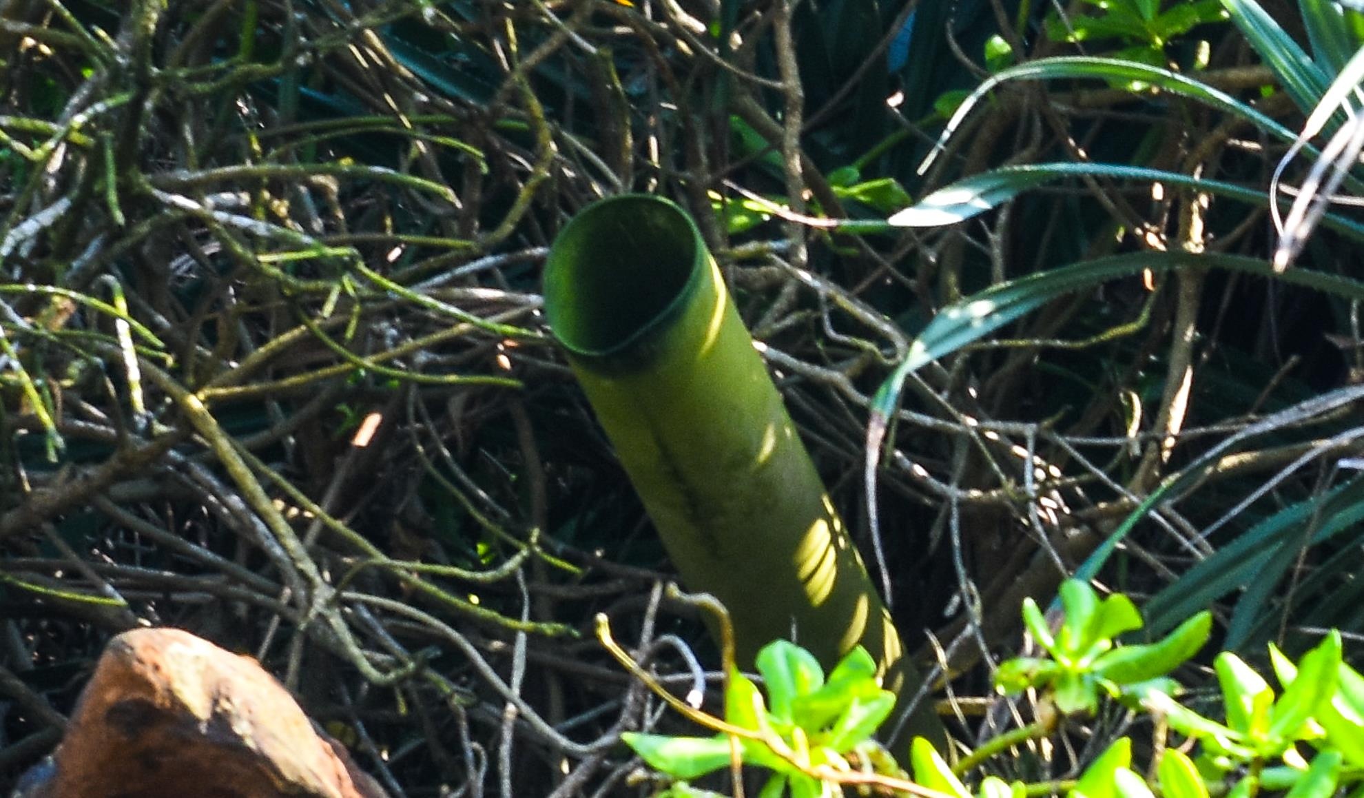 Xả thải ven biển Dung Quất ảnh 3 Xa thai ven bien Dung Quat anh 3