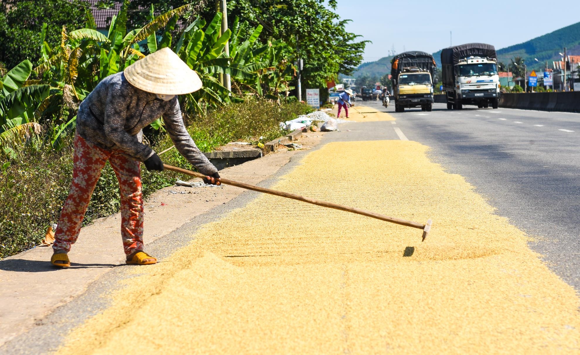 Phoi lua tran lan quoc lo 1a anh 4