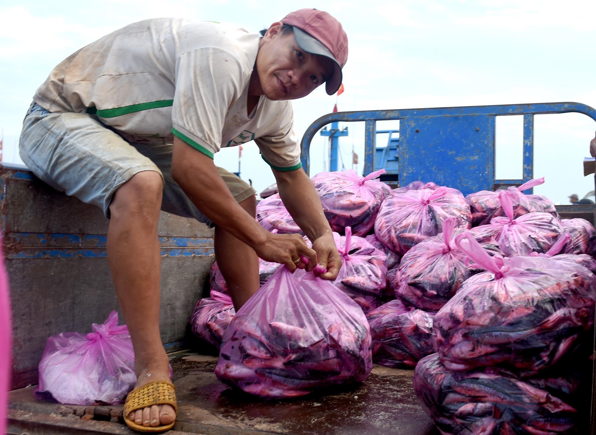 Trung dam ca be Hoang Sa anh 7