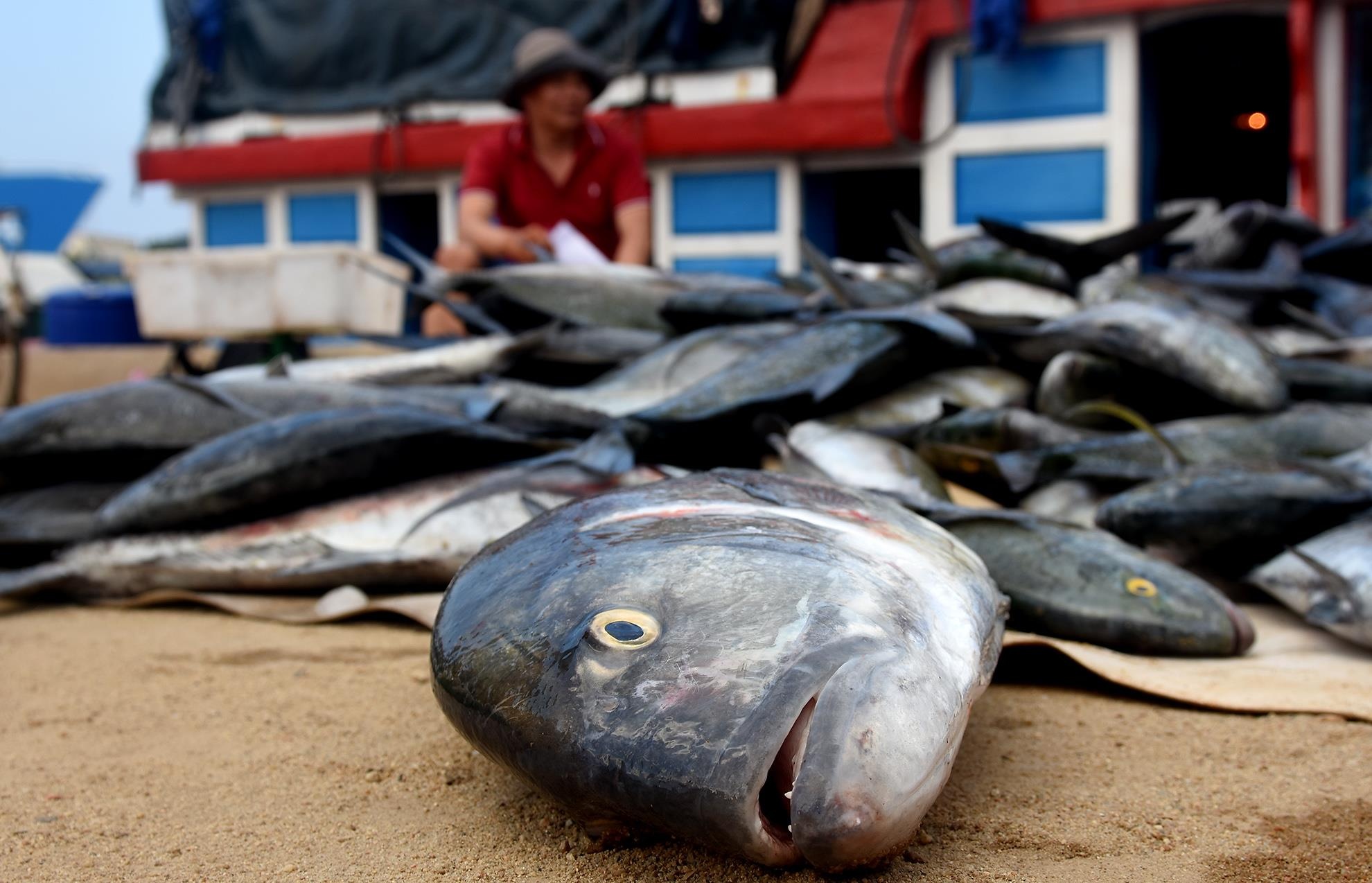 Ngu dan Ly Son trung dam me ca hon nua ty dong o Hoang Sa hinh anh