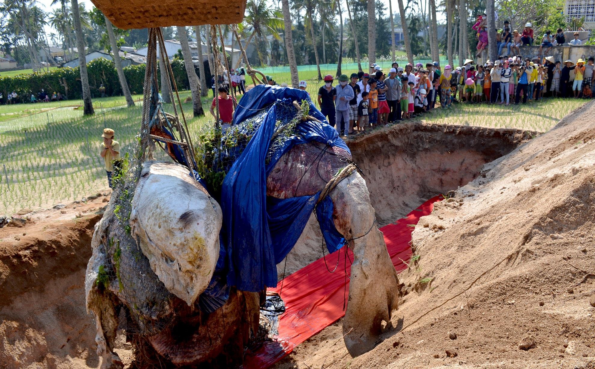 Xuong ca Voi o dao Ly Son anh 2