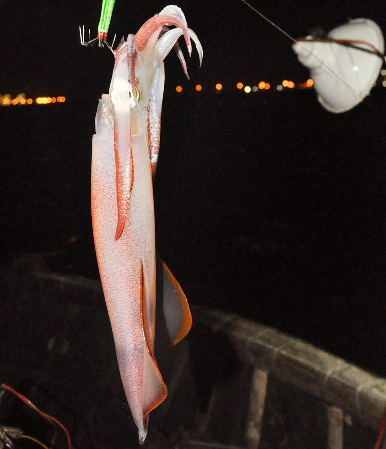 Bai bien Le Thuy hoang so anh 14