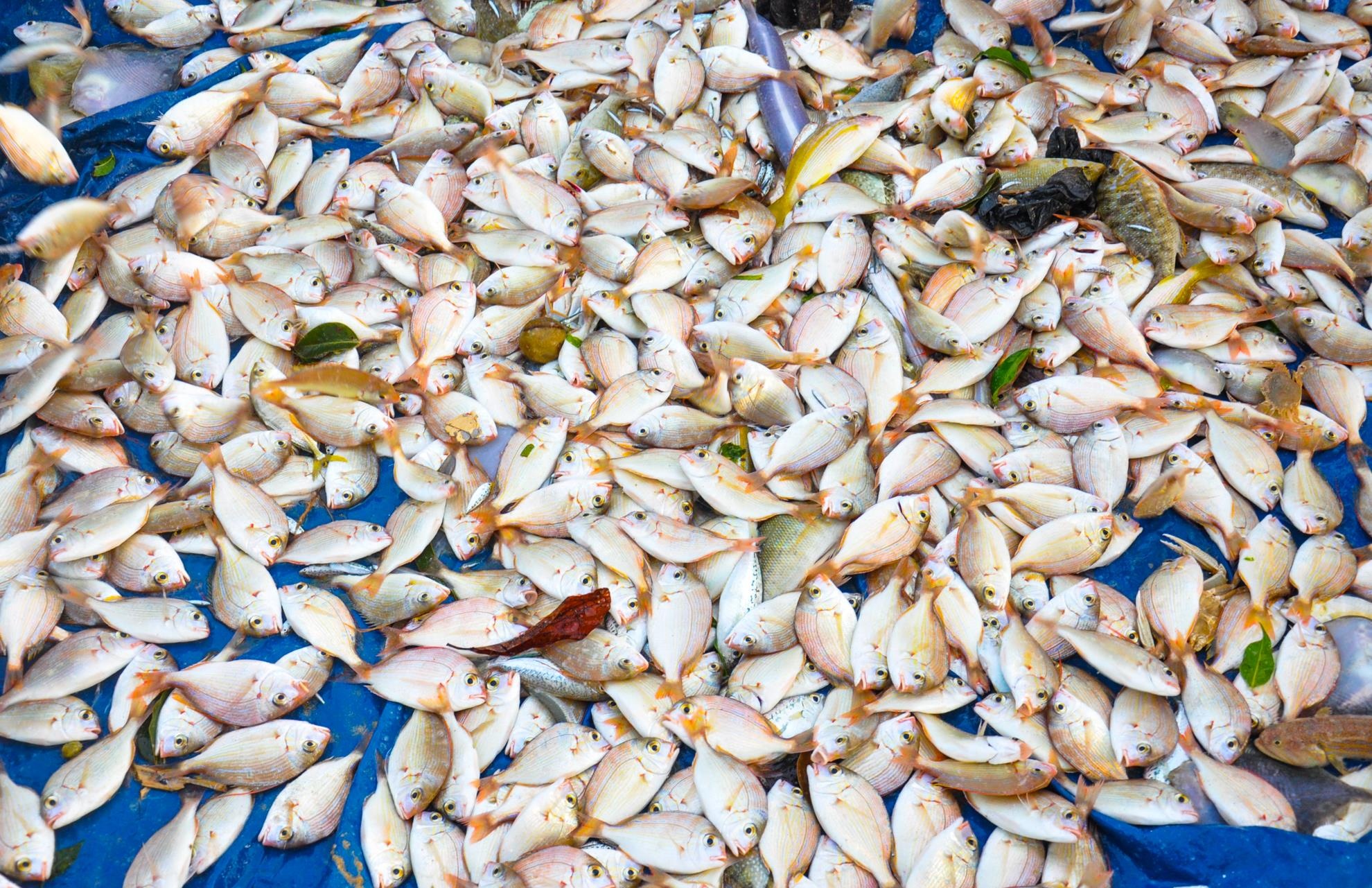 Bai bien Le Thuy hoang so anh 16