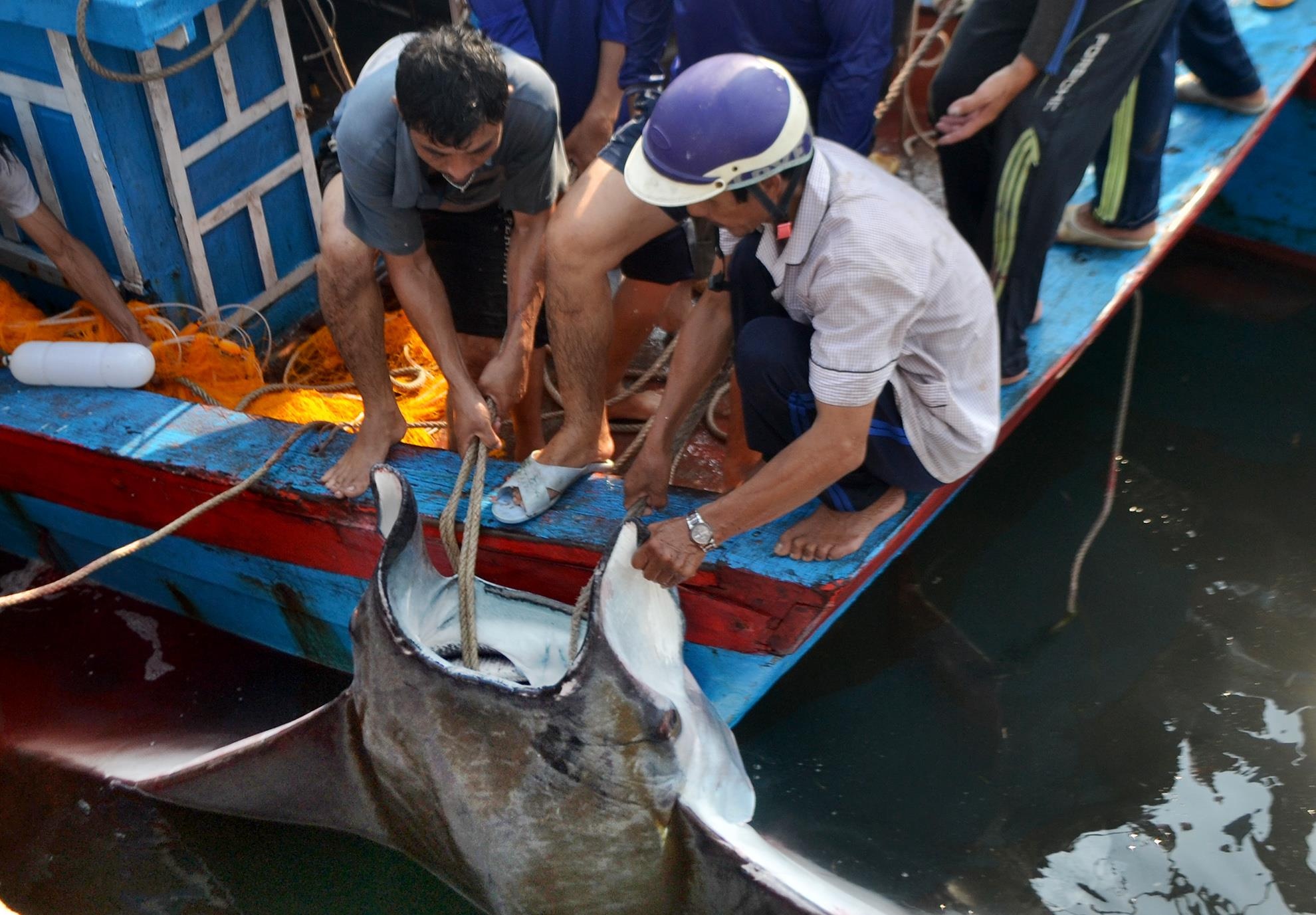 Ly Son bat ca 1 tan anh 1