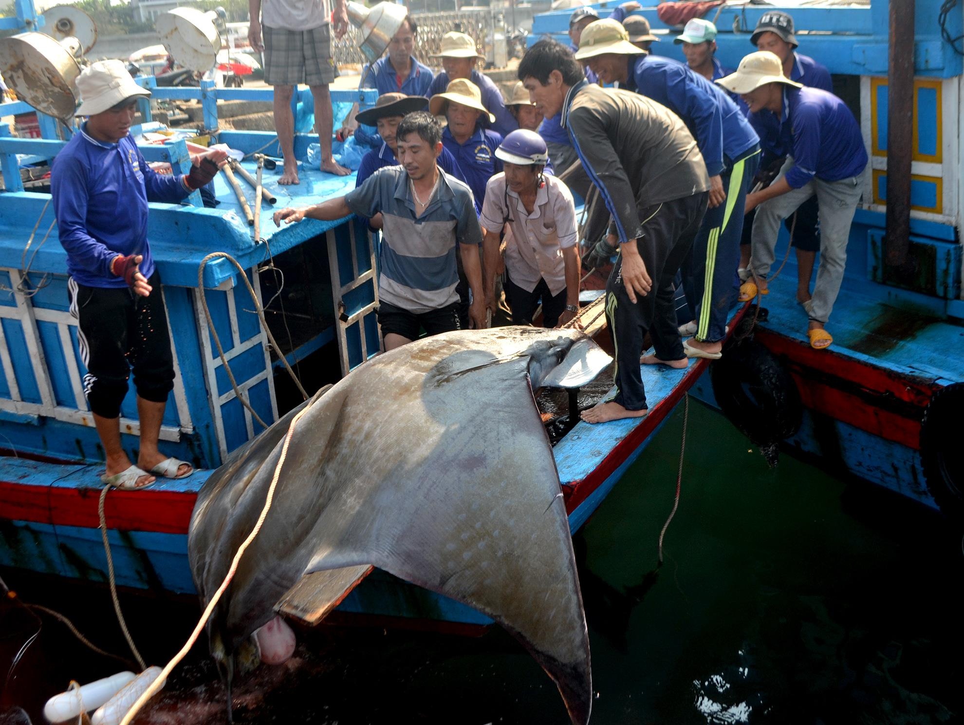 Ly Son bat ca 1 tan anh 2