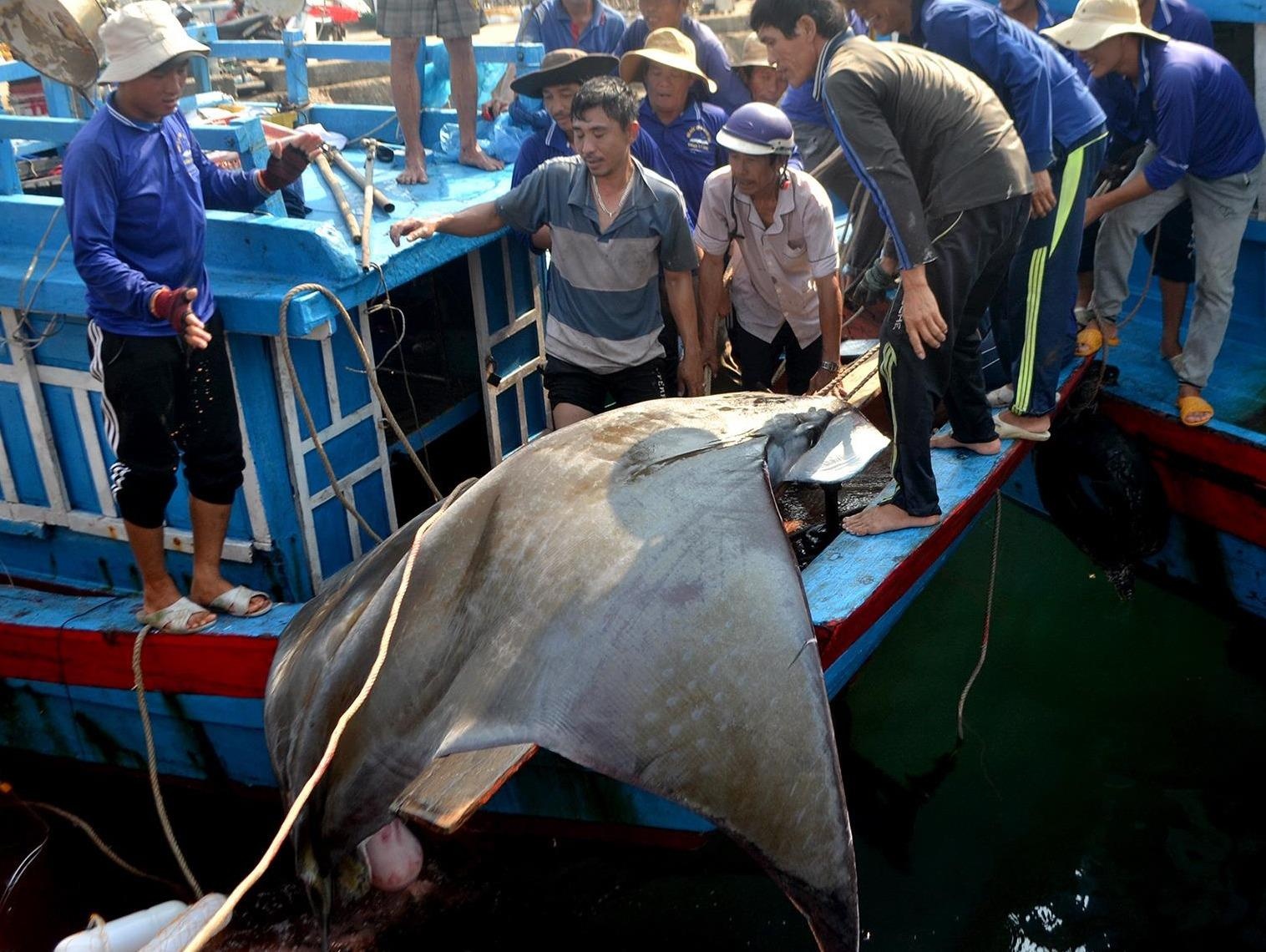 Hai con ca nang 1,2 tan mac luoi ngu dan dao Ly Son hinh anh