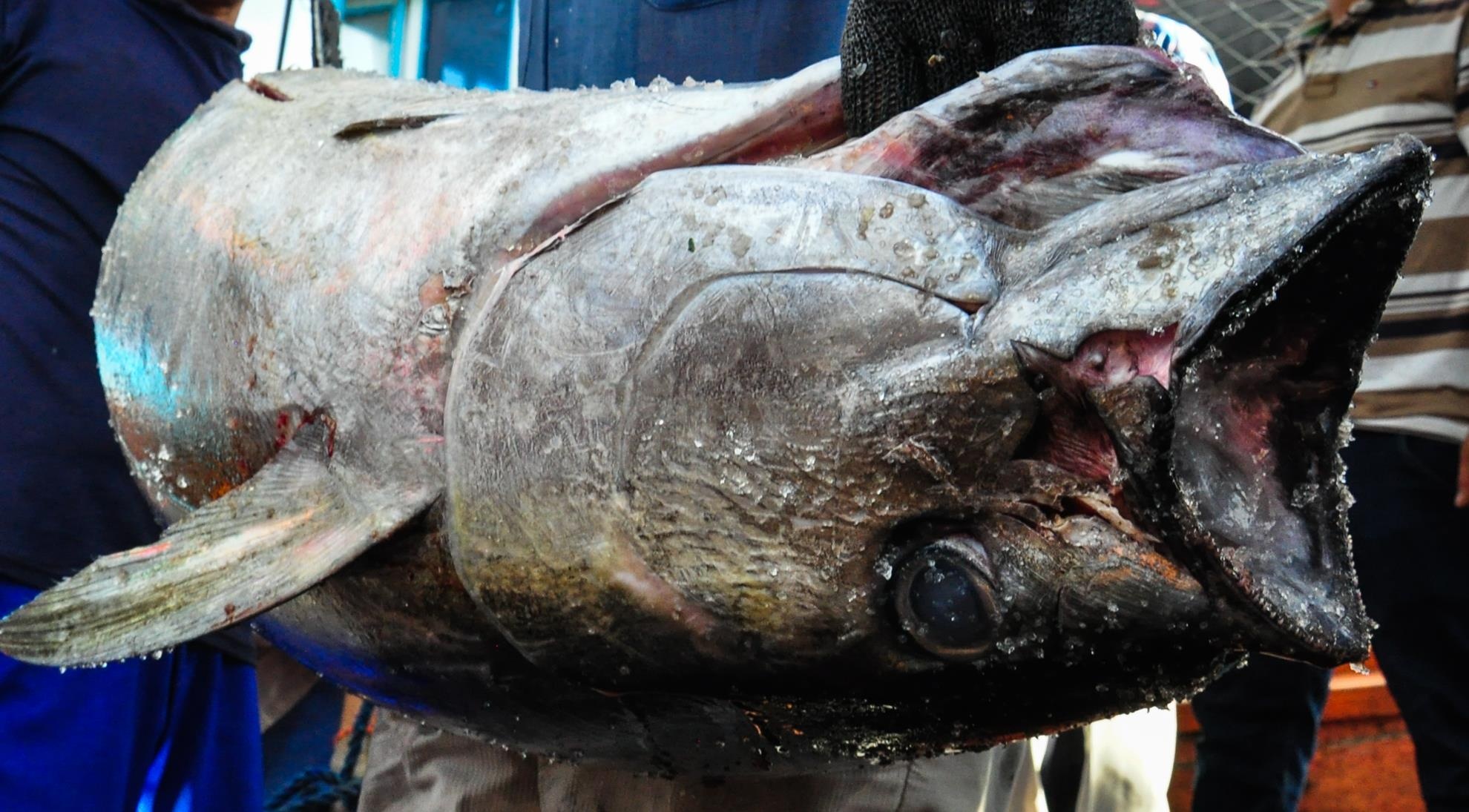 Lang cau ca ngu dai duong Binh Dinh anh 4