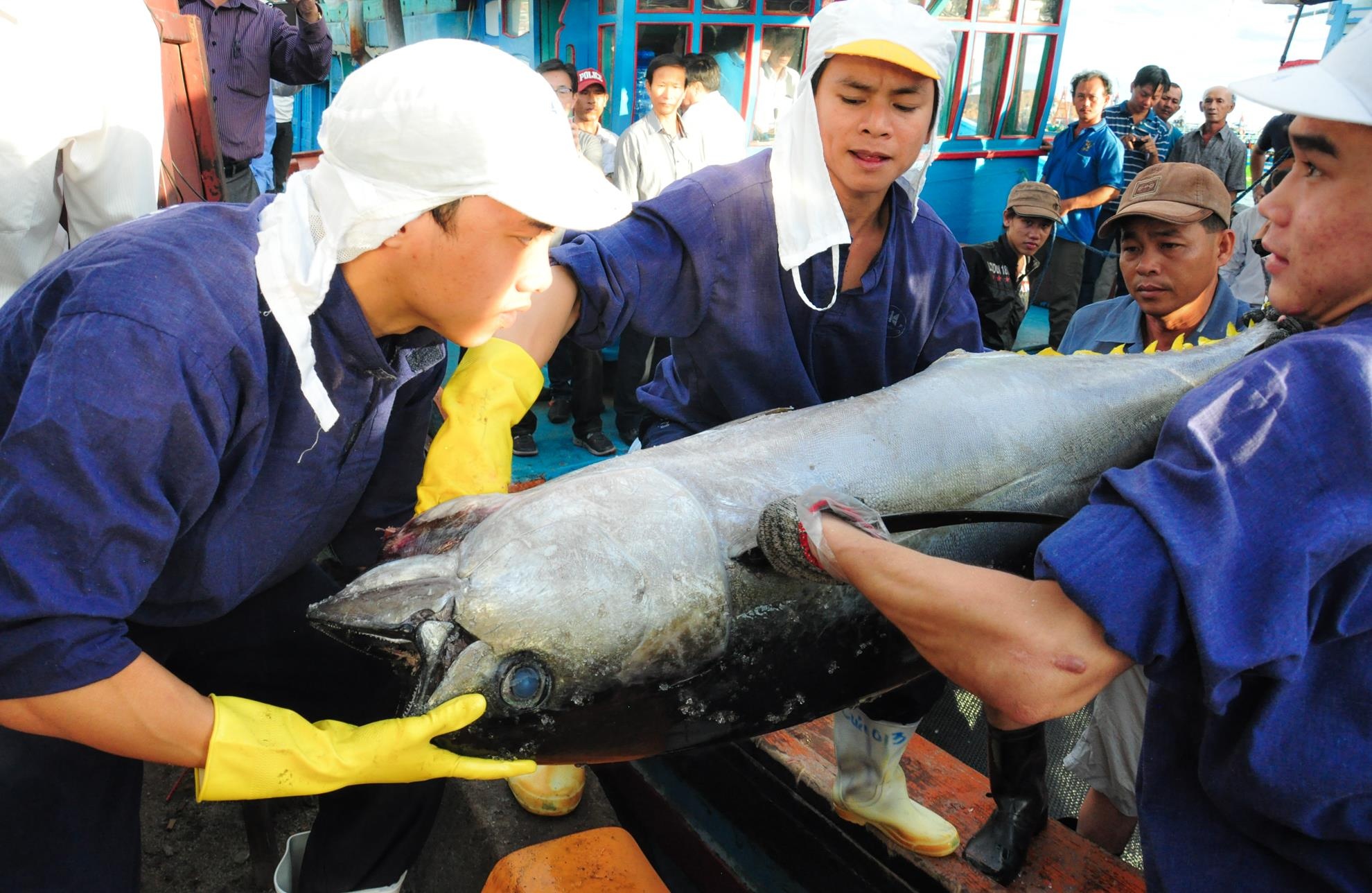 Lang cau ca ngu dai duong Binh Dinh anh 5