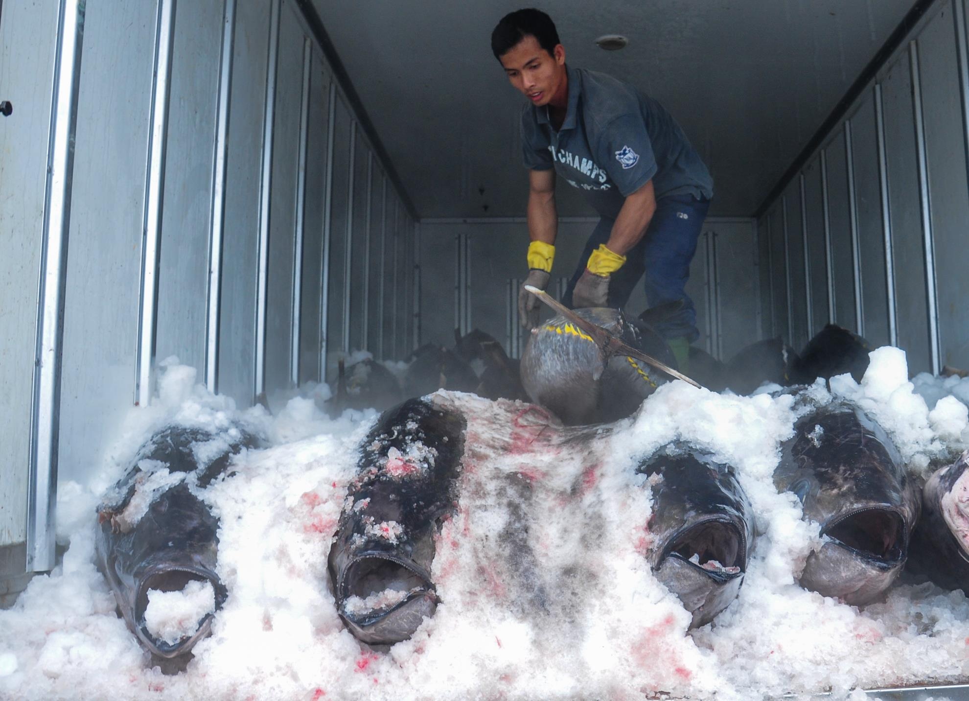 Lang cau ca ngu dai duong Binh Dinh anh 8