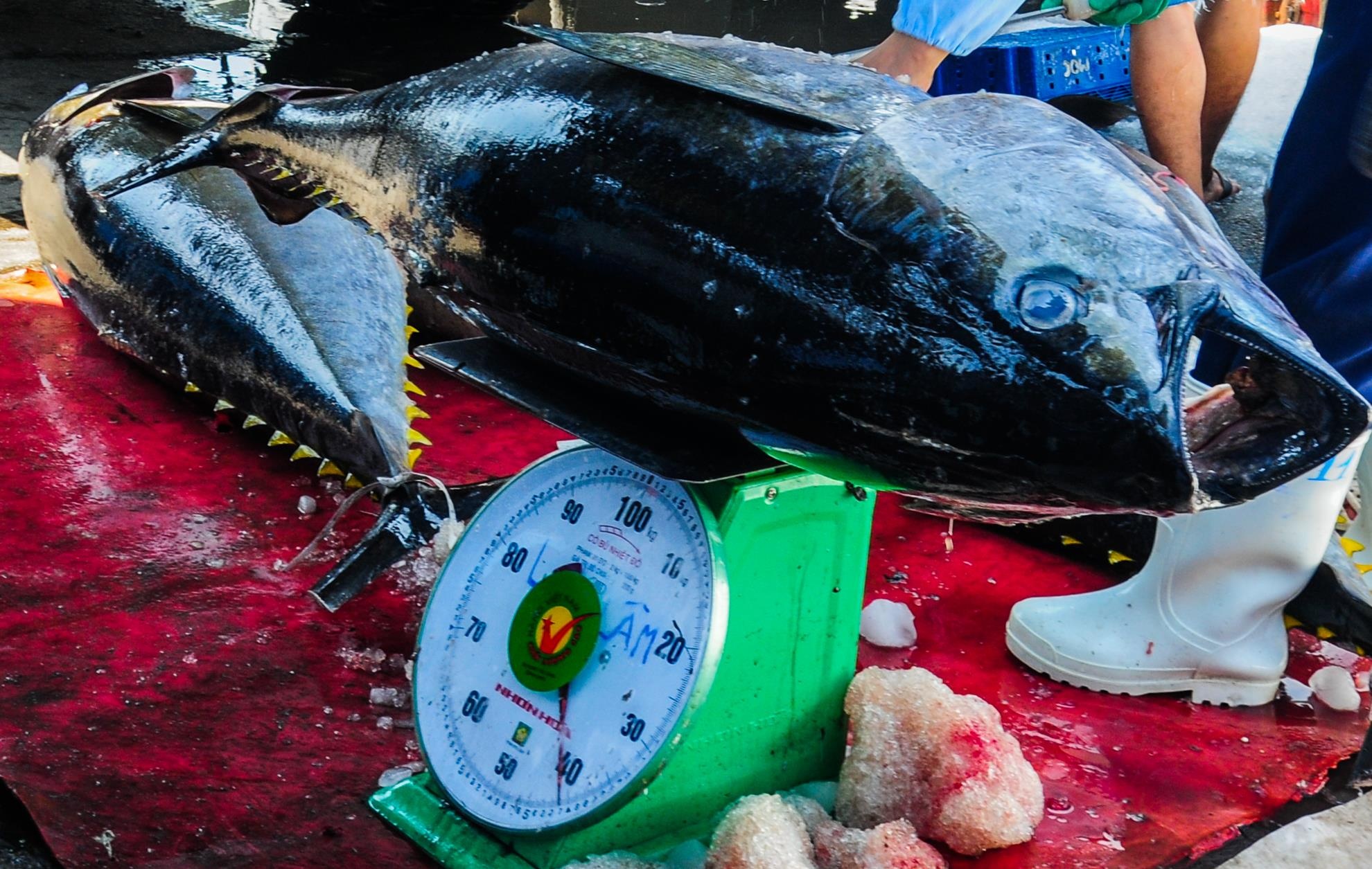 Lang cau ca ngu dai duong Binh Dinh anh 7