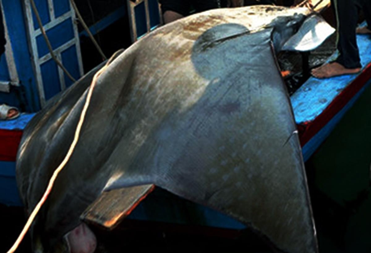 20 nguoi dua con ca duoi 600 kg mac neo len bo hinh anh