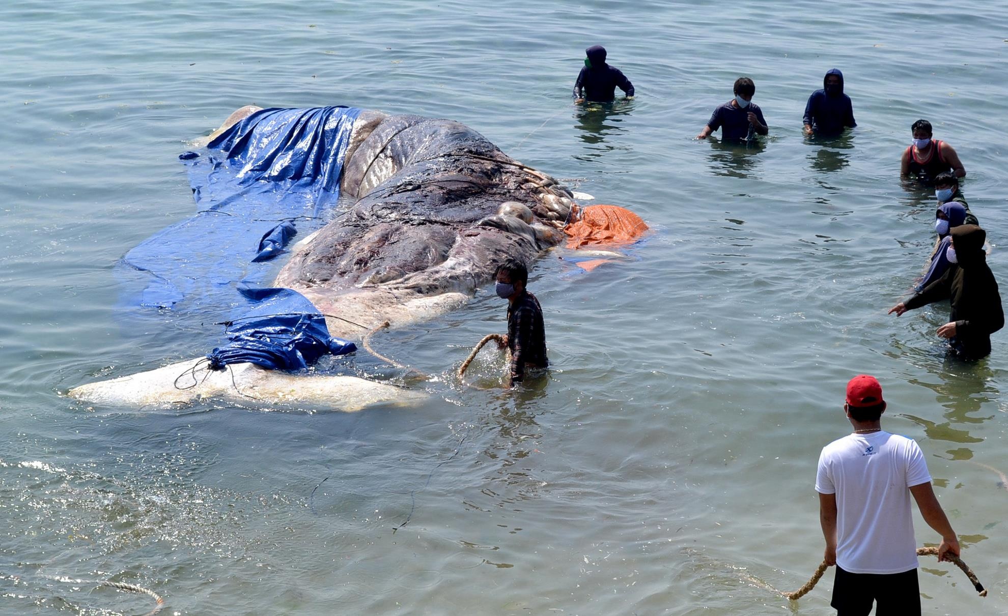 Bắt cá đuối đảo Lý Sơn ảnh 2 Bat ca duoi dao Ly Son anh 2