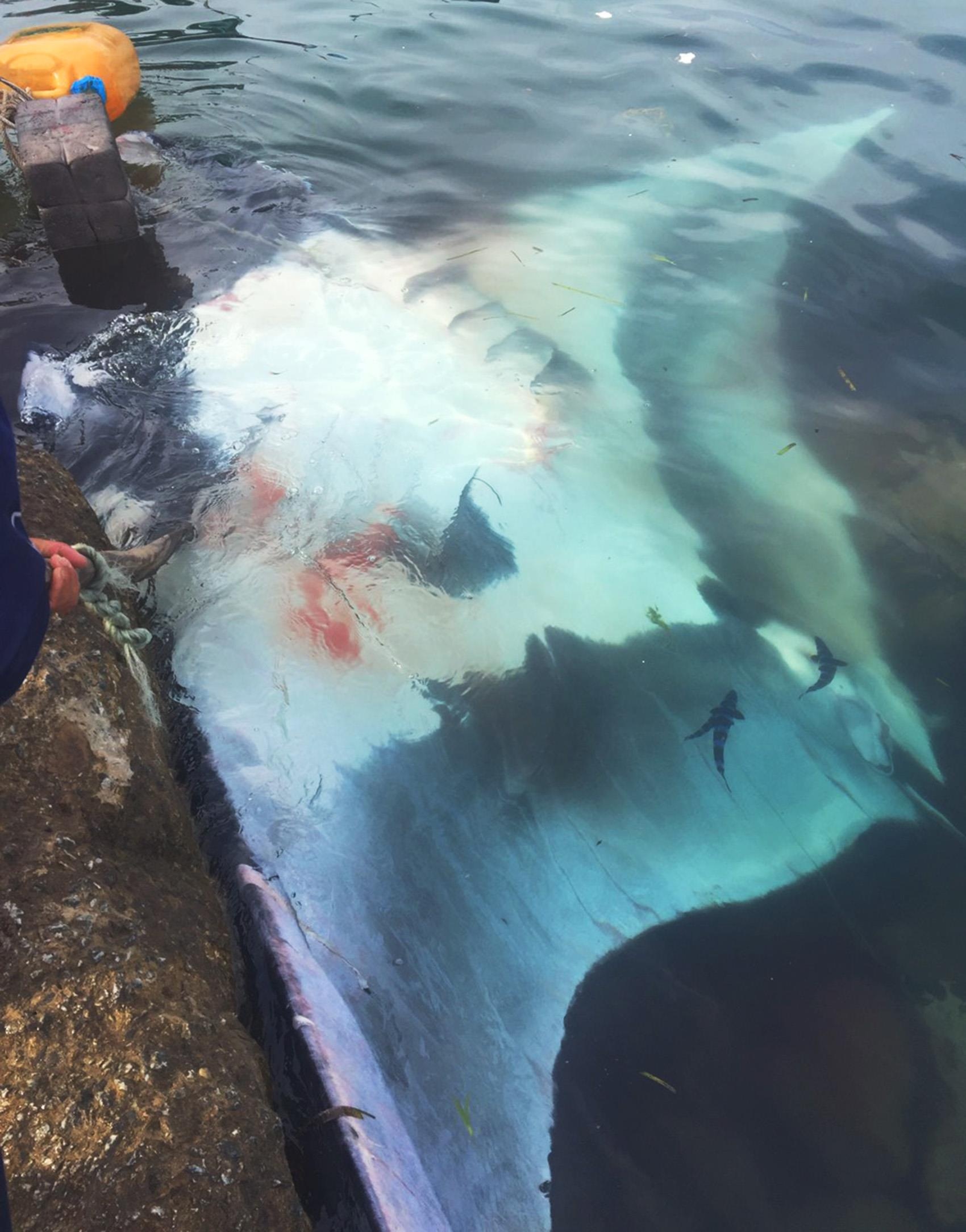 Bắt cá đuối đảo Lý Sơn ảnh 1 Bat ca duoi dao Ly Son anh 1